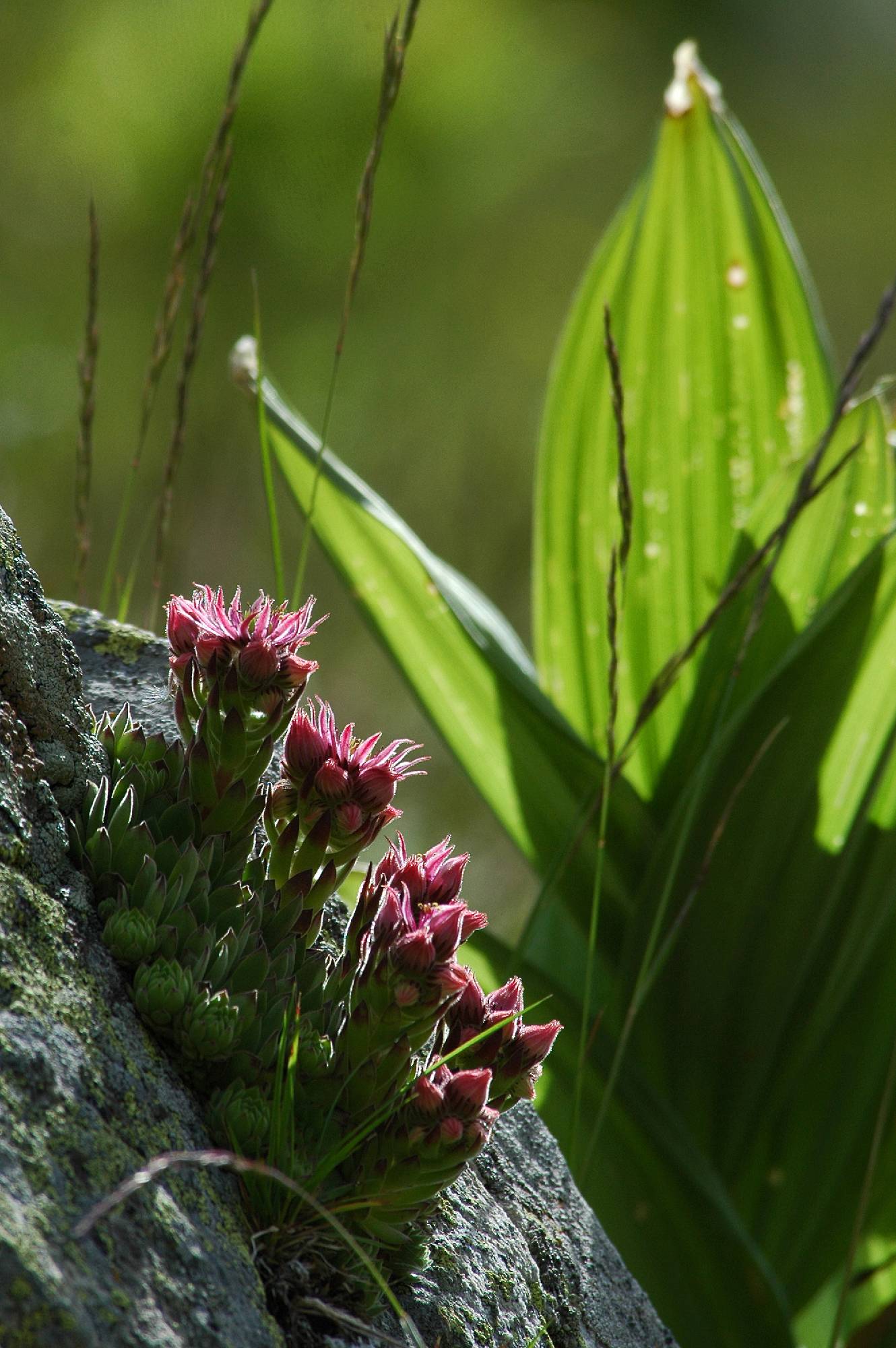 F20-Joubarbe-sempervivum-de-Christian-Merentier.jpg