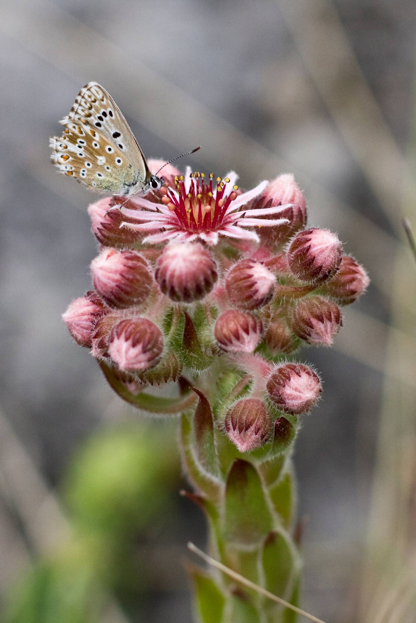 F21-Joubarbe-sempervivum-de-Jean-Luc-Le-Calvez.JPG