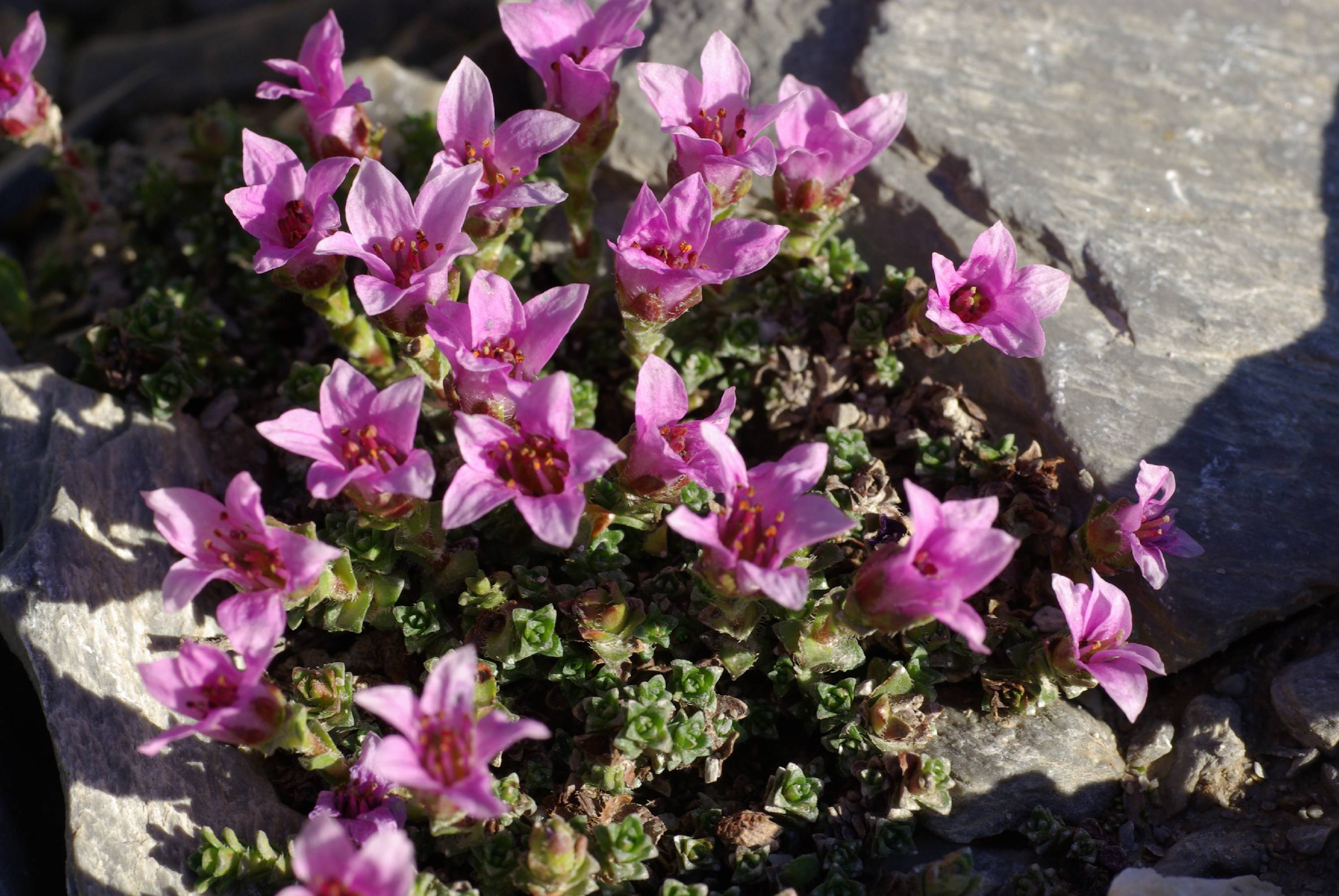 F23-saxifrage-a-feuilles-opposees-de-meije-emelien.JPG