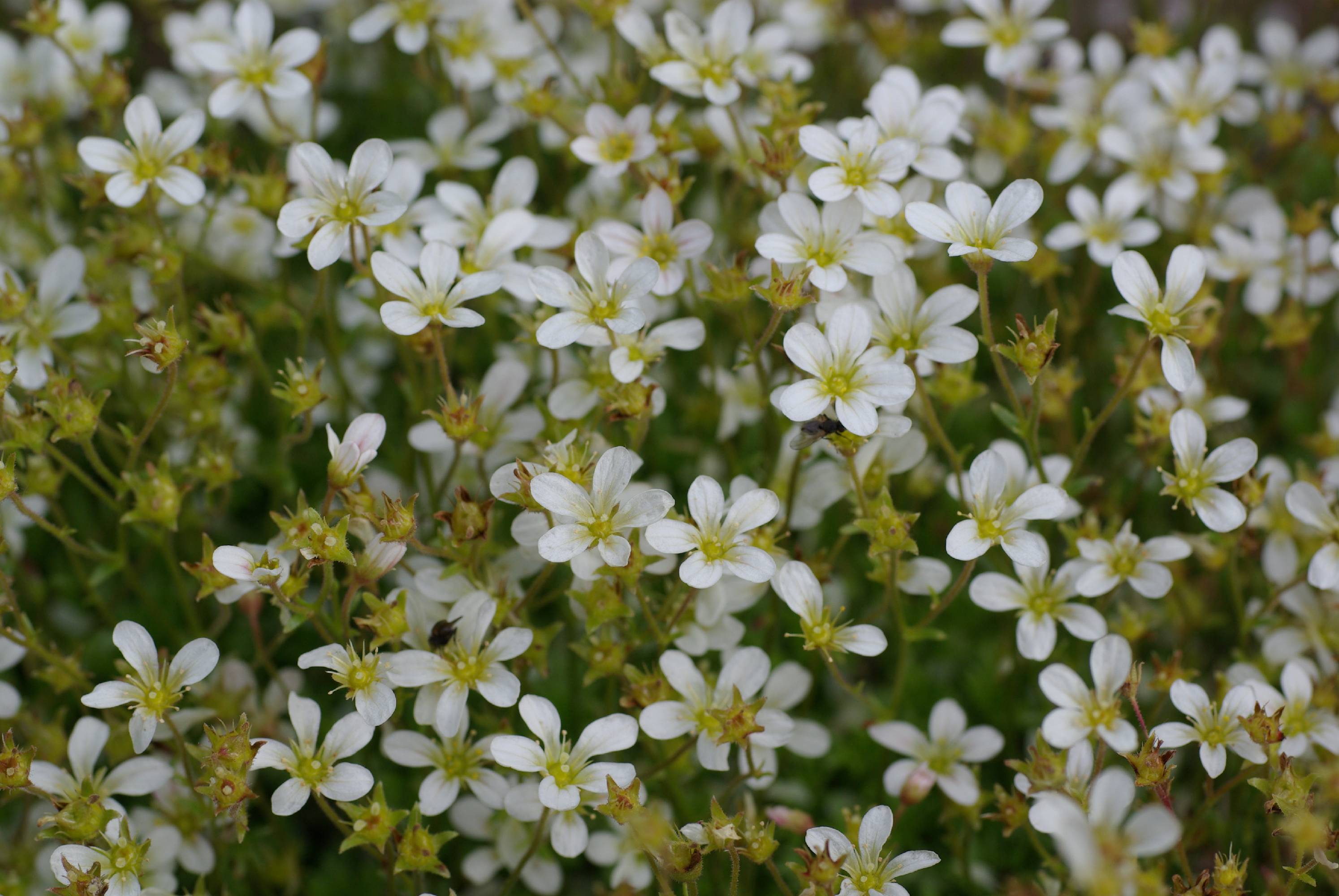 F24-saxifrage-sylvain-chaignon.JPG