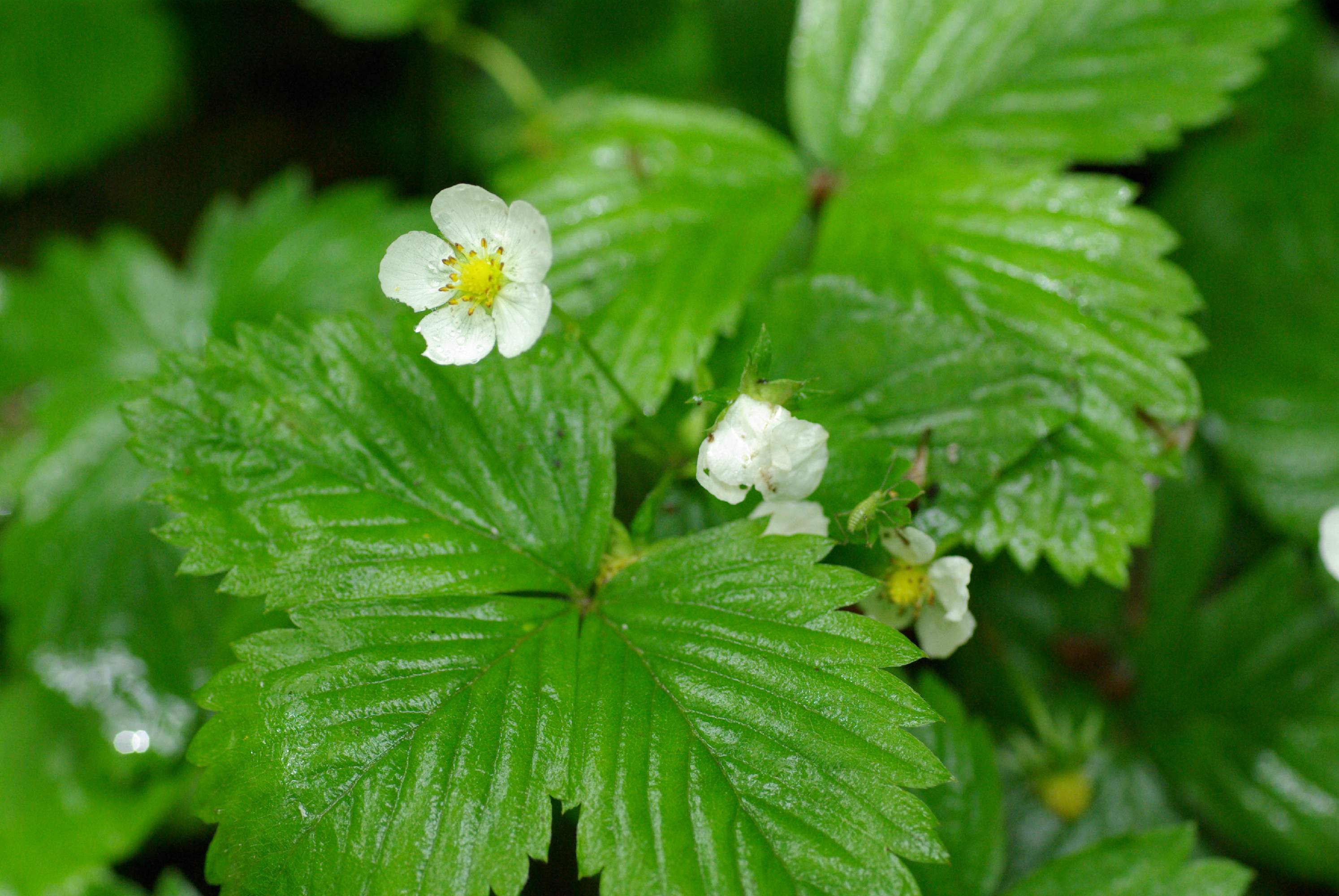 F30-fraisier-des-bois-de-Meije-Emelien.JPG