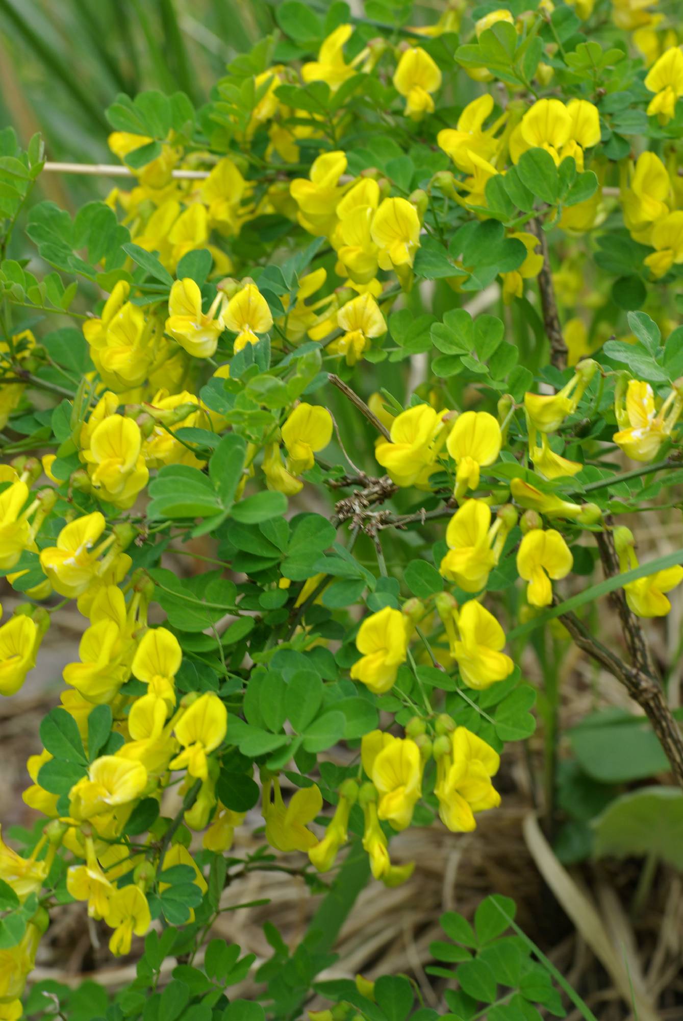 F31-cytisus-emeriflorus-de-charles-antoine-dubourg.JPG