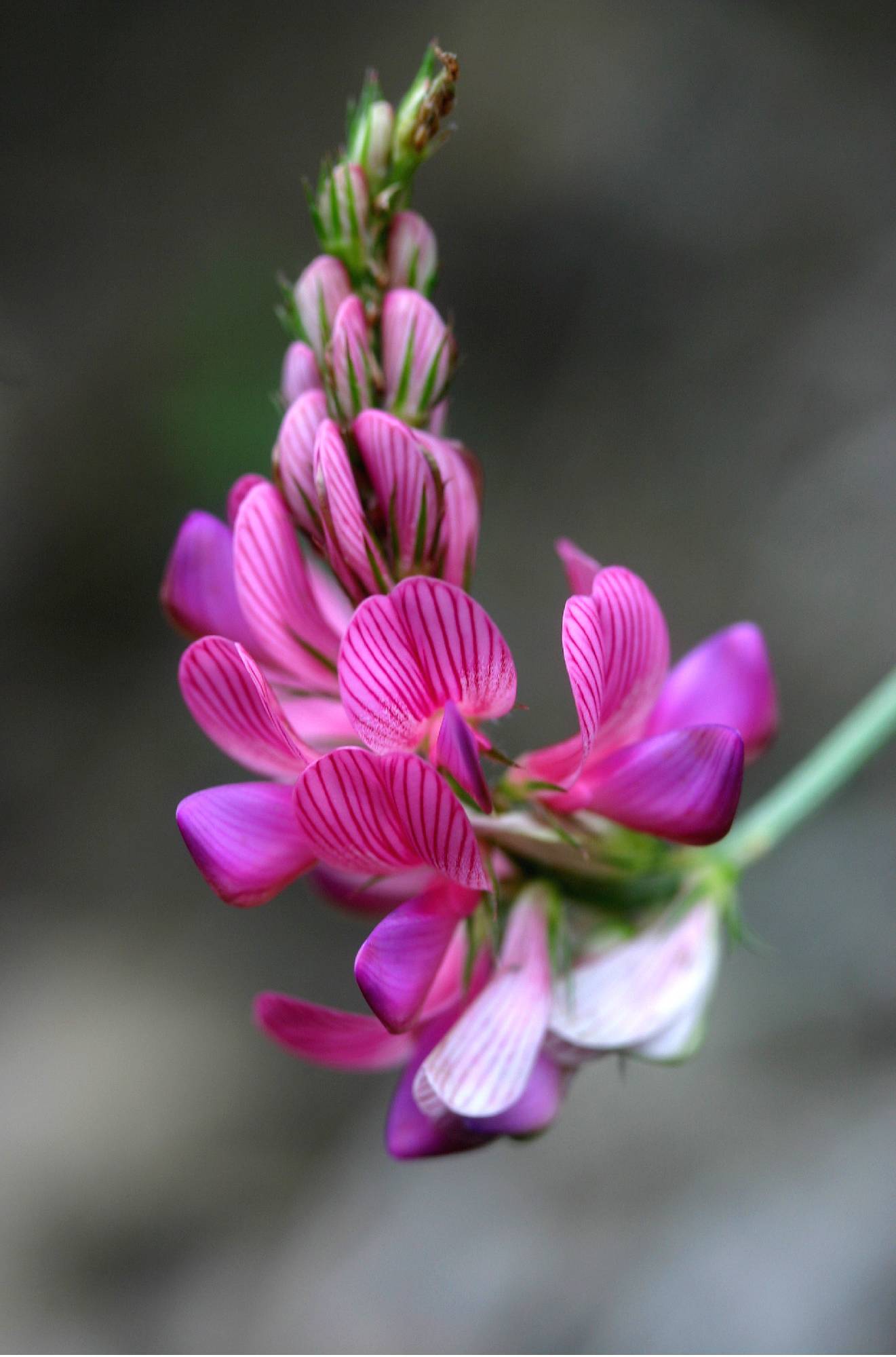 F37-sainfoin-de-michel-Meyer.jpg