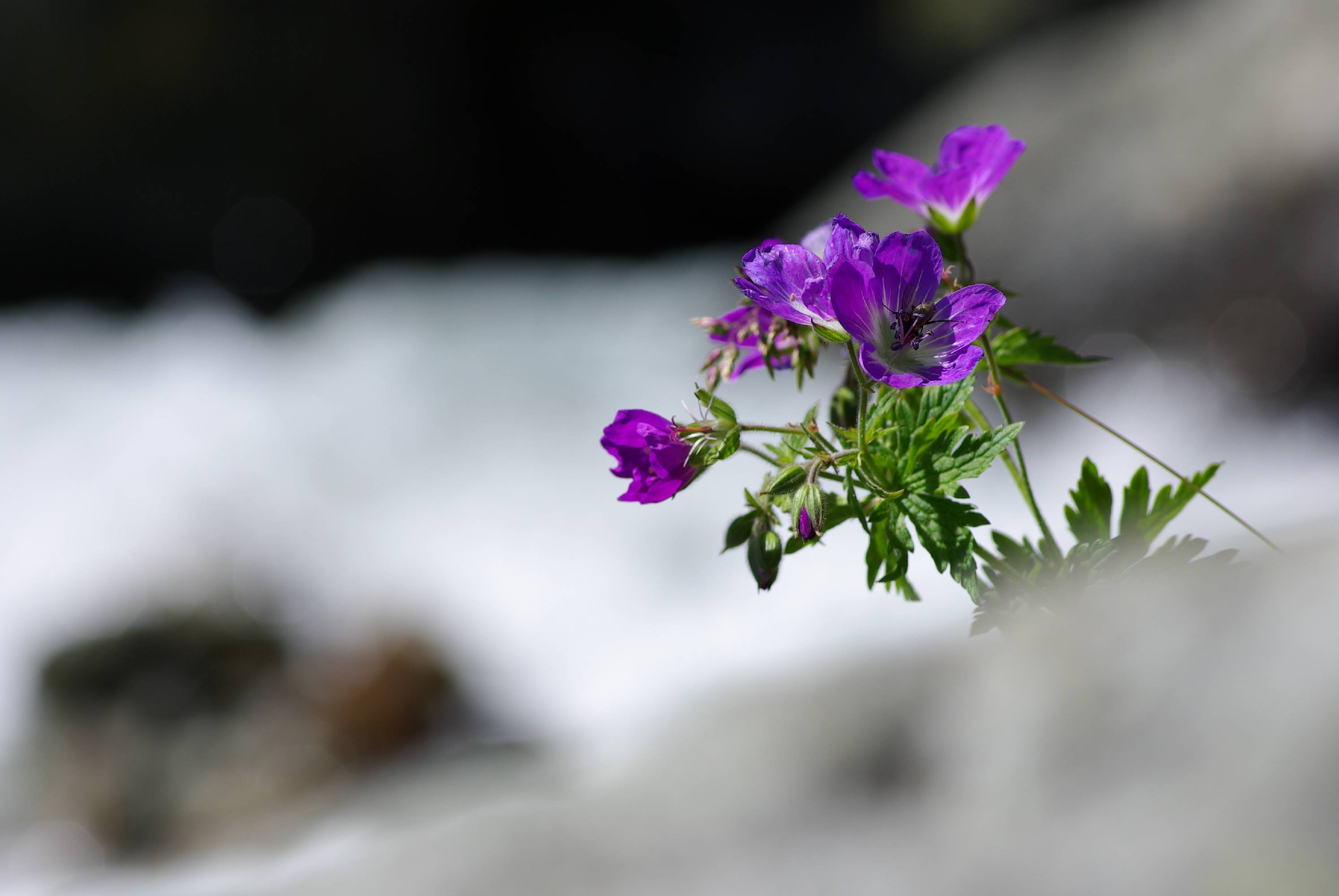 F39-Geranium-des-bois-Champagny-de-Samuel-Deltour.JPG