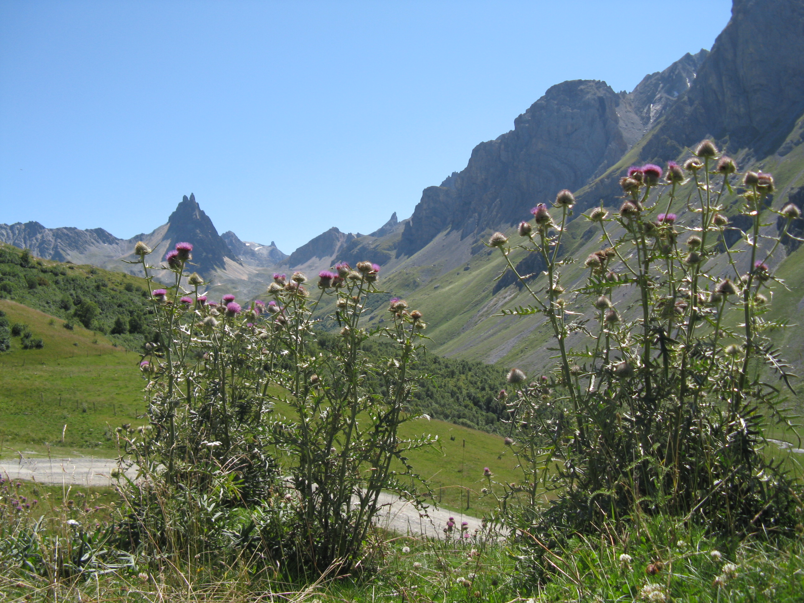 F47-chardon-des-anes-Valloire-de-benedicte-emelien.jpg