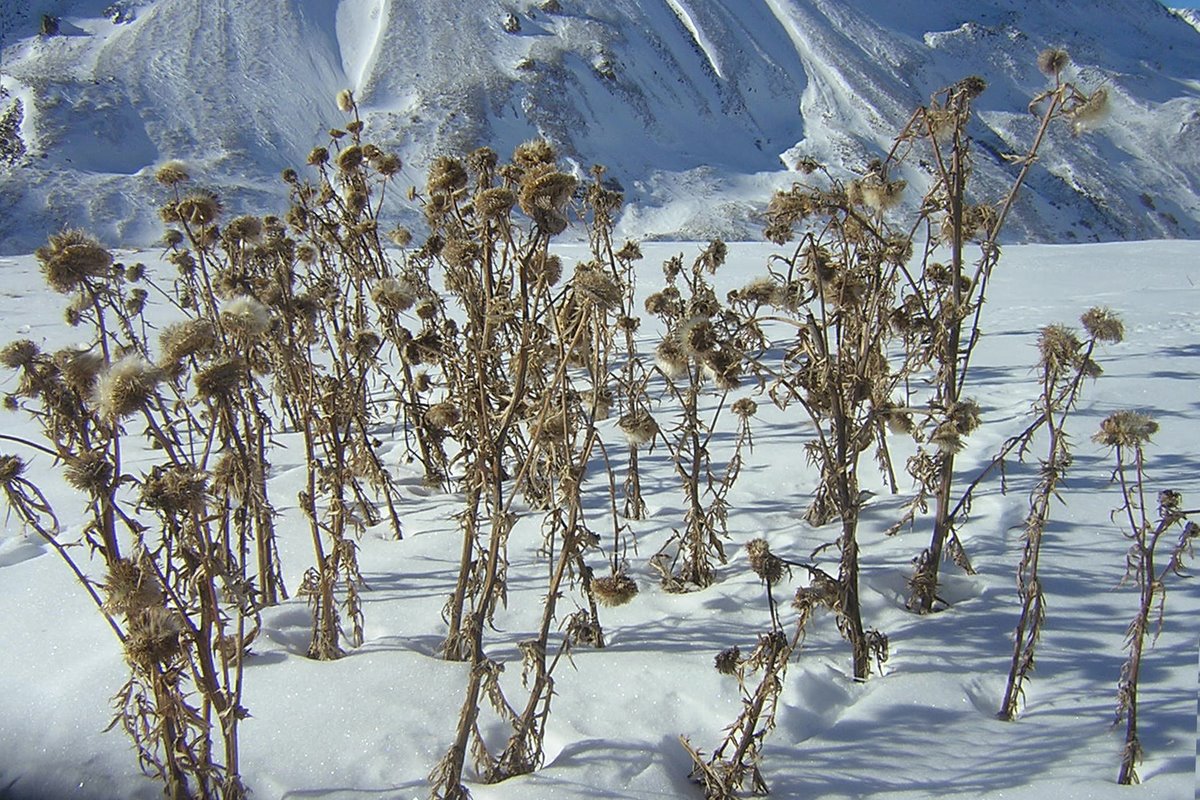 F48-chardons-en-hiver-de-Christian-Lauby.jpg