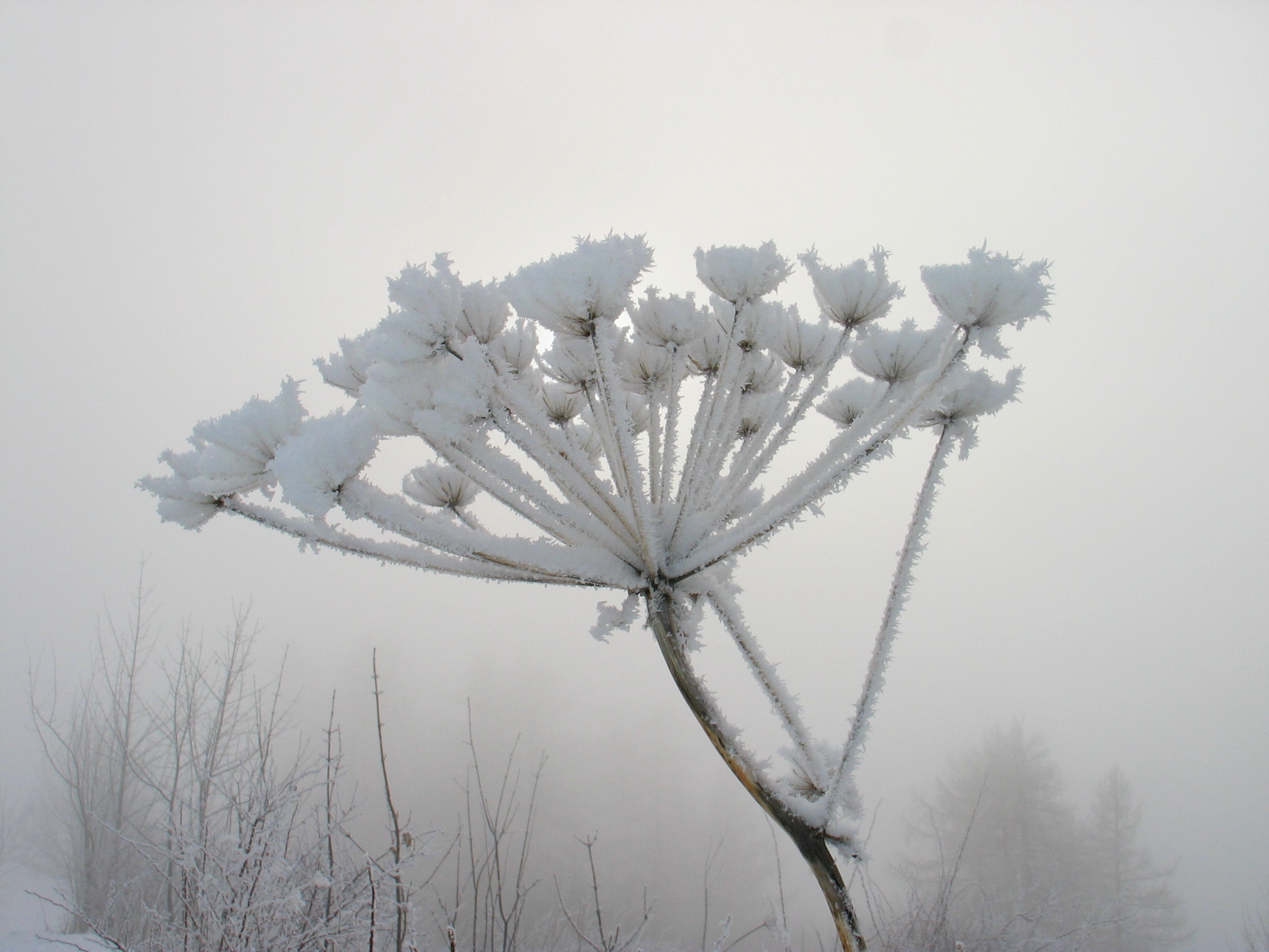 F50-Ombellifere-d-hiver-de-Gilles-Bretaudeau.JPG