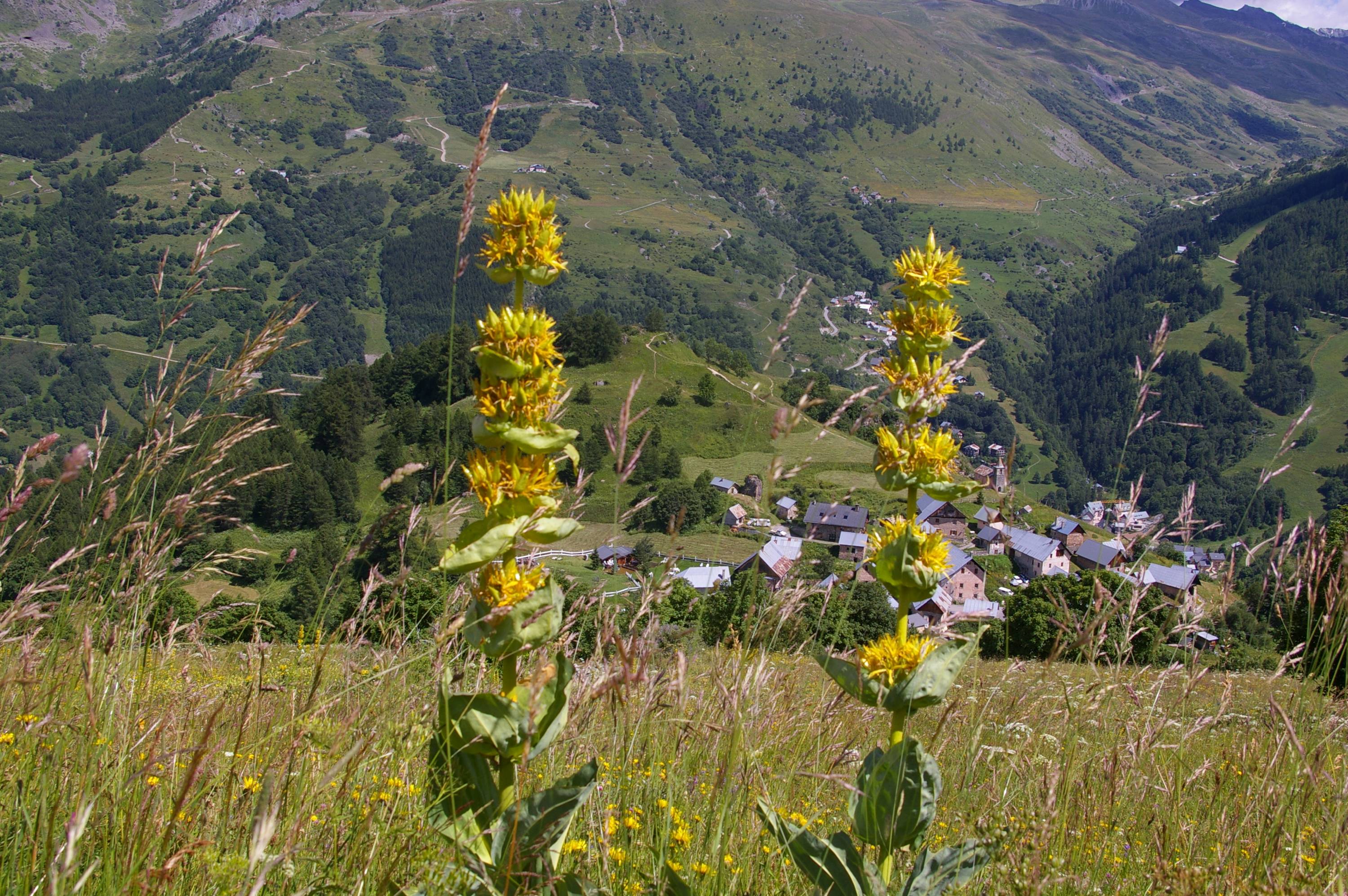 F56-gentiane-jaune-de-virgine-michelland.JPG