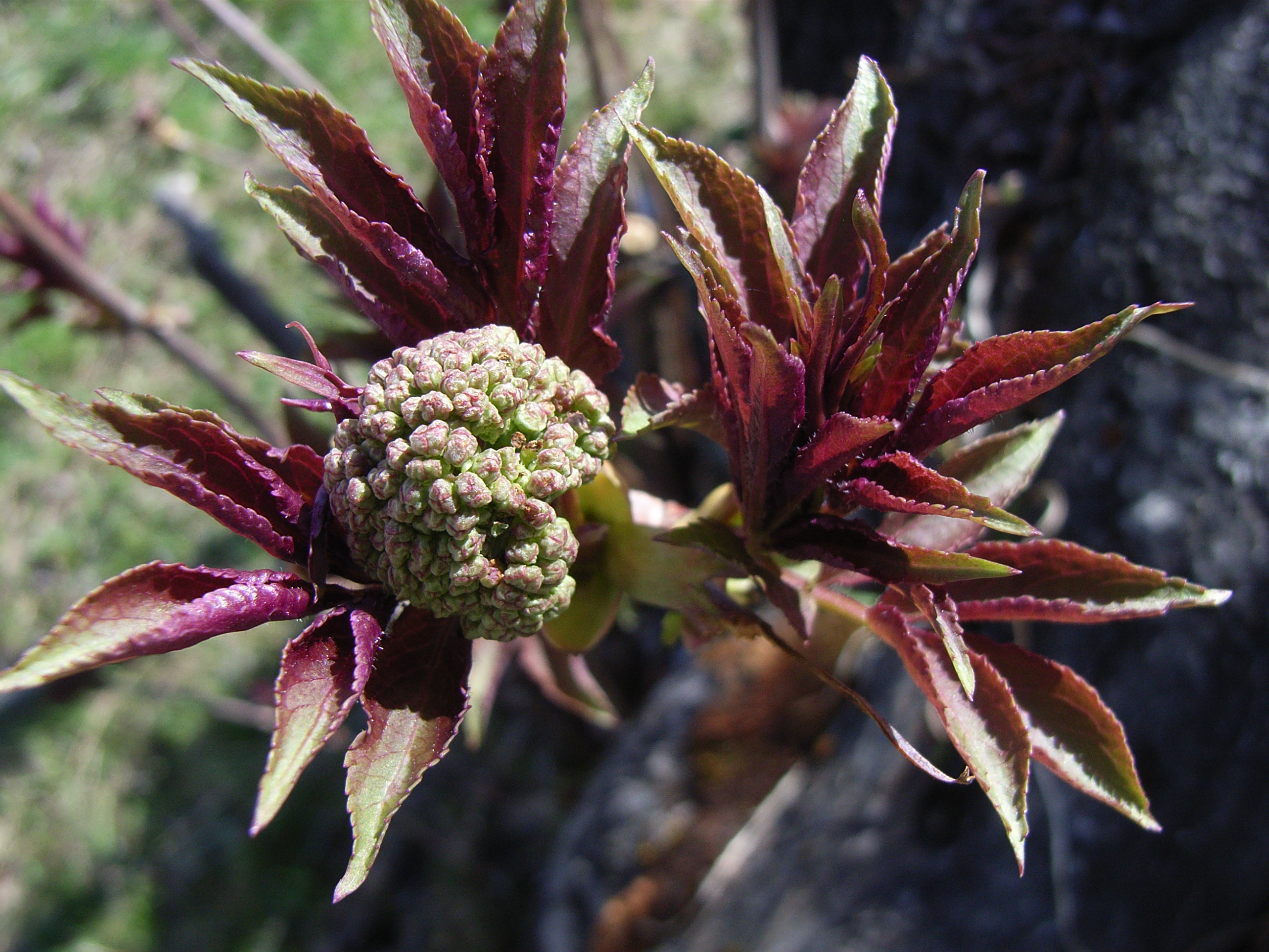 F58-Fleur-de-sureau-de-Gisele-Duverney-Pret.JPG