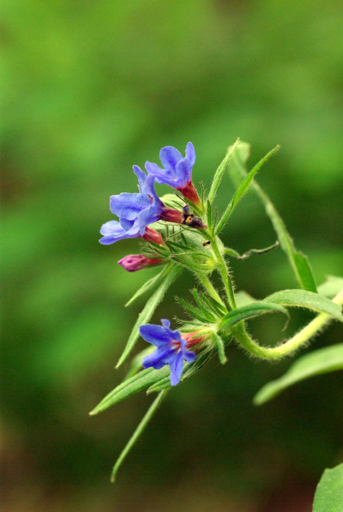 F60-buglossoides-purpurocaeruela-de-brigitte-cahen.jpg