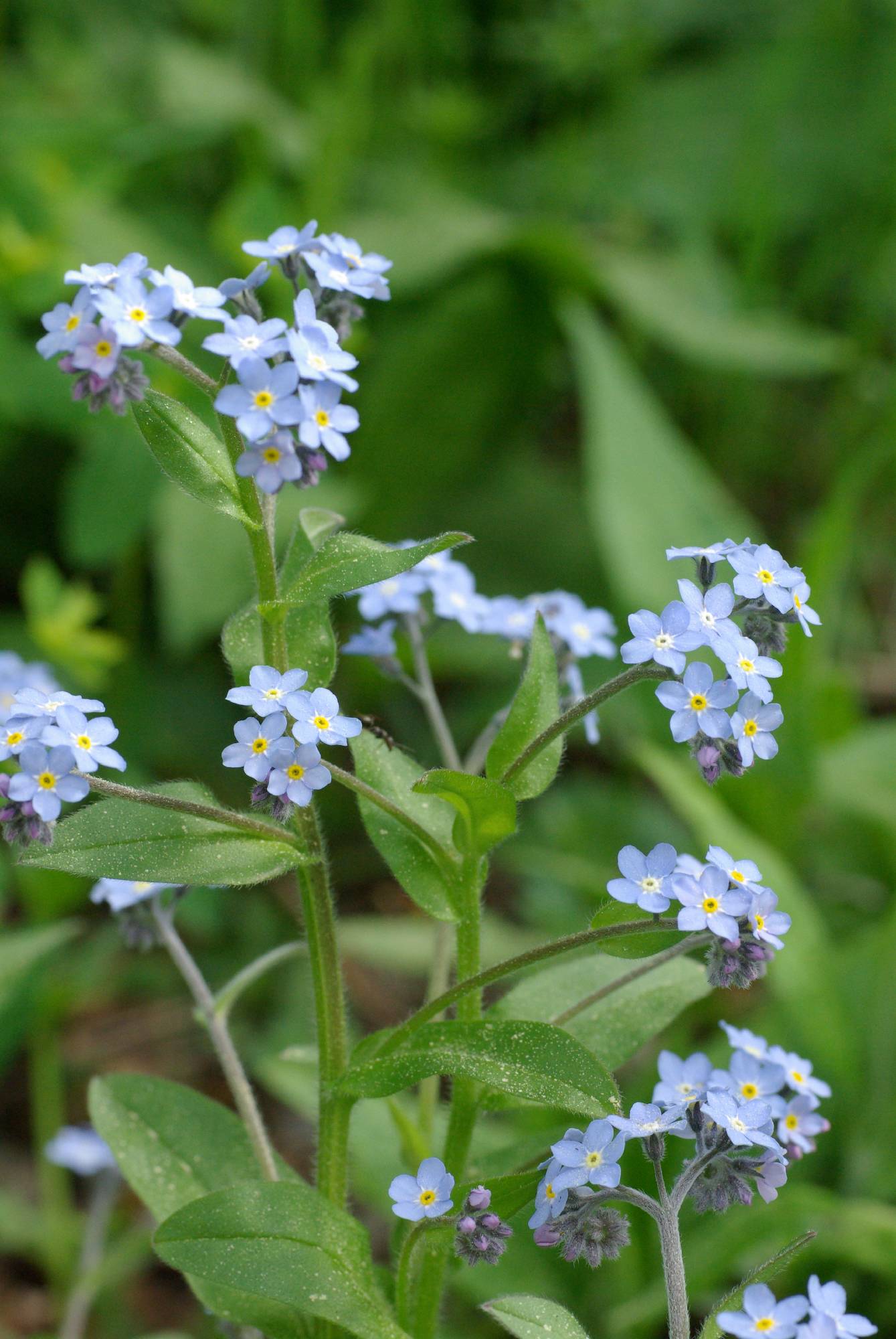 F63-myosotis-gilbert-dupont.jpg