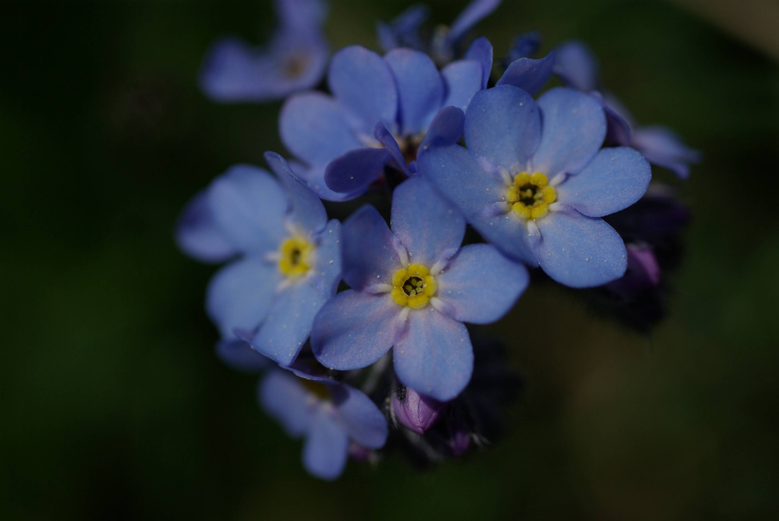 F64-myosotis-de-gilbert-dupont.JPG