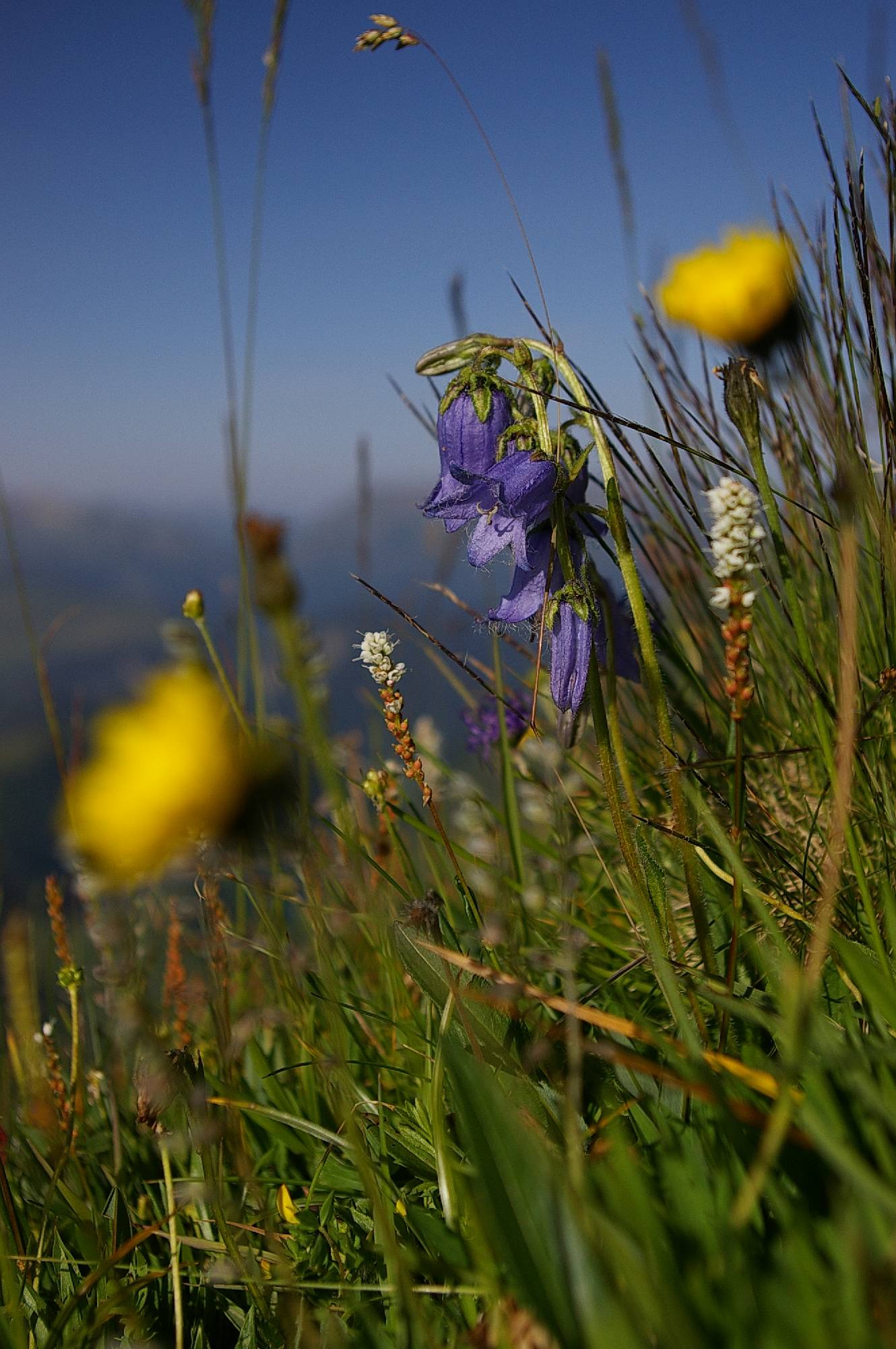 F72-Campanule-au-dessus-de-la-Rivine-de-Samuel-Deltour.jpg