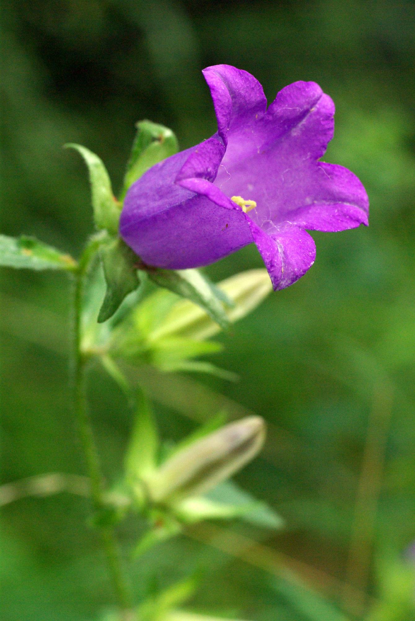 F73-campanule-barbue-de-sylvain-chaingnon.JPG