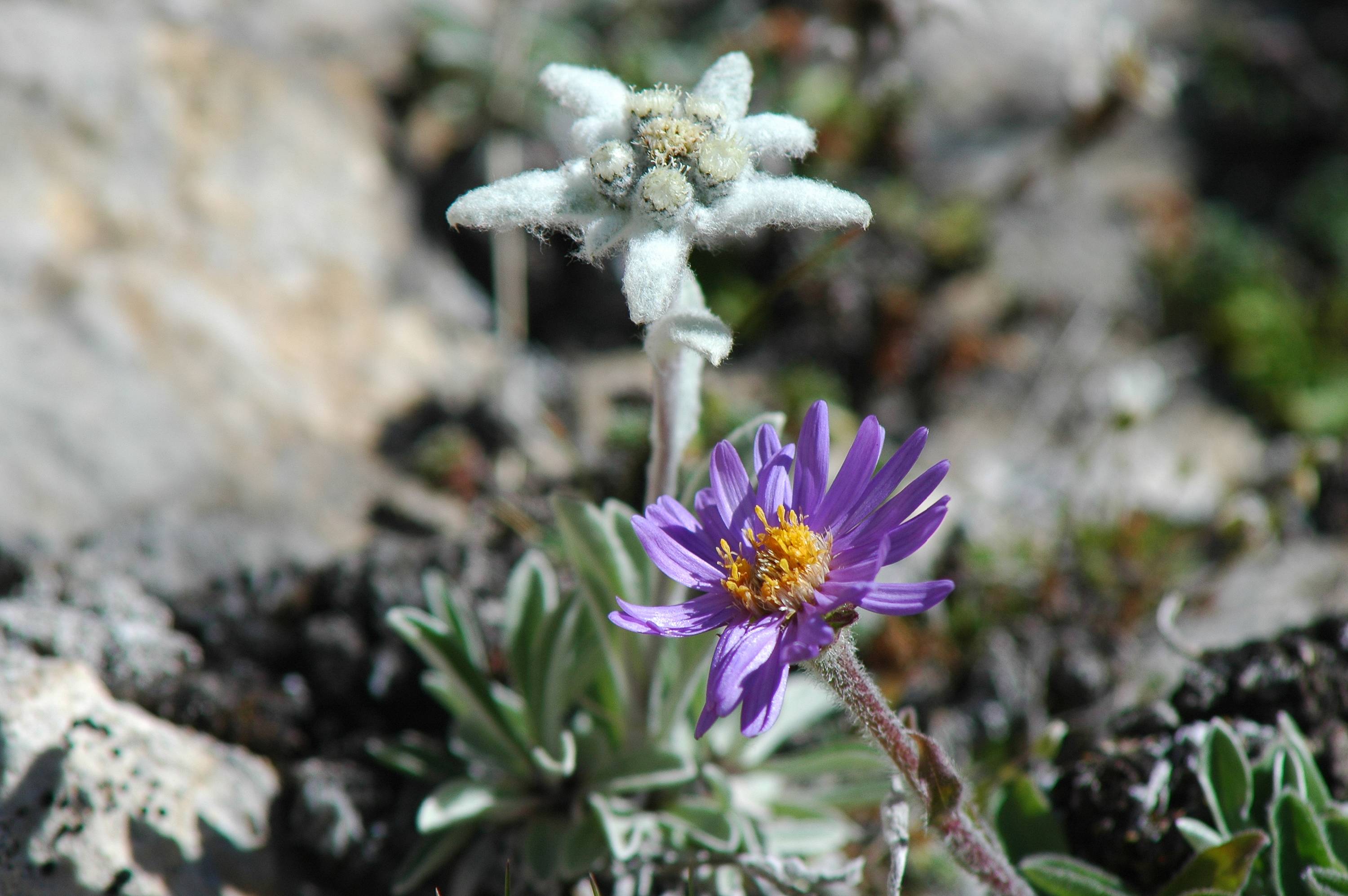 F76-Edelweiss-&-Aster-des-Alpes-au-Gd-Galibier-de-Claude-Garnier.jpg