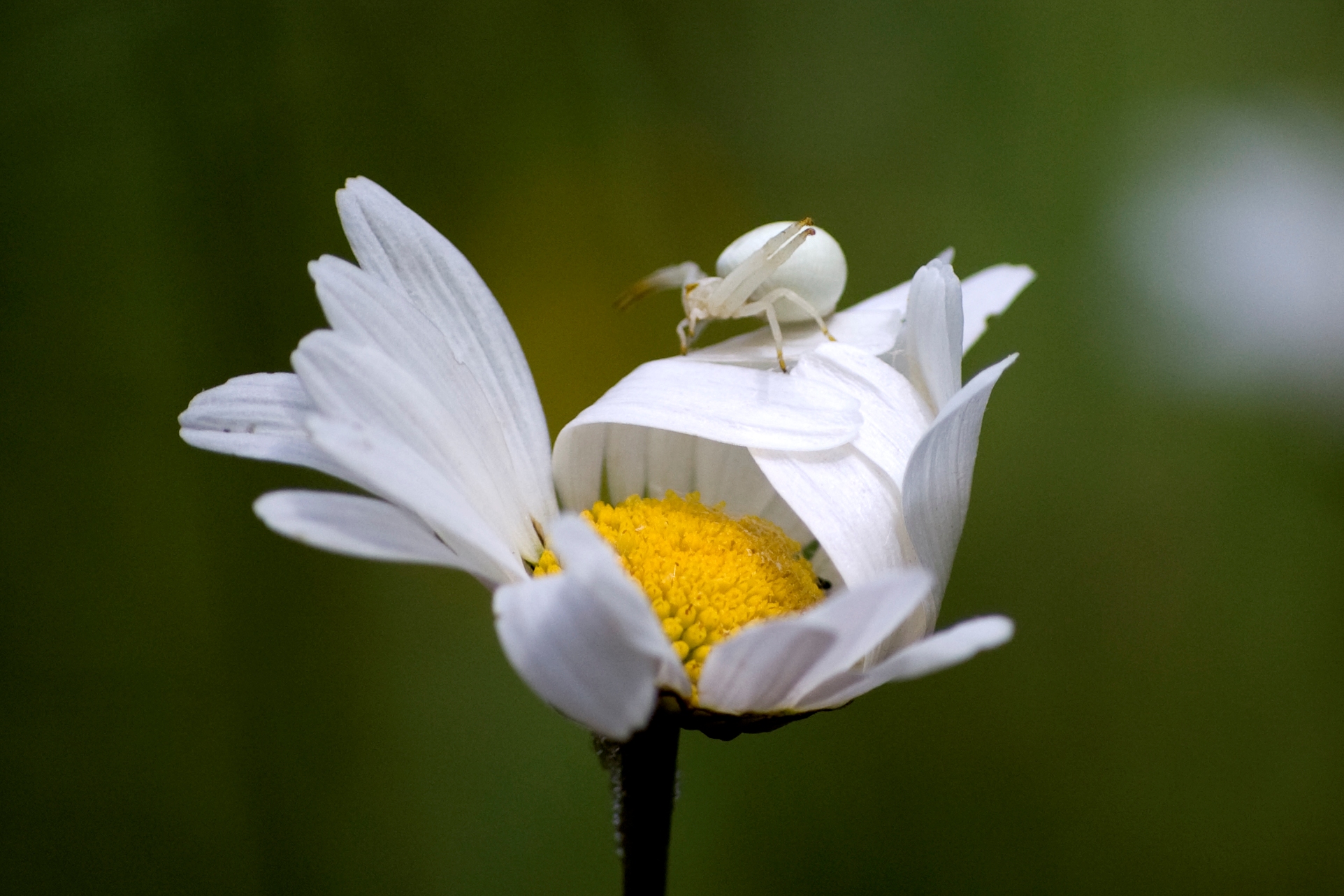 F78-marguerite-a-l-araignee-de-stephane-Gley.JPG