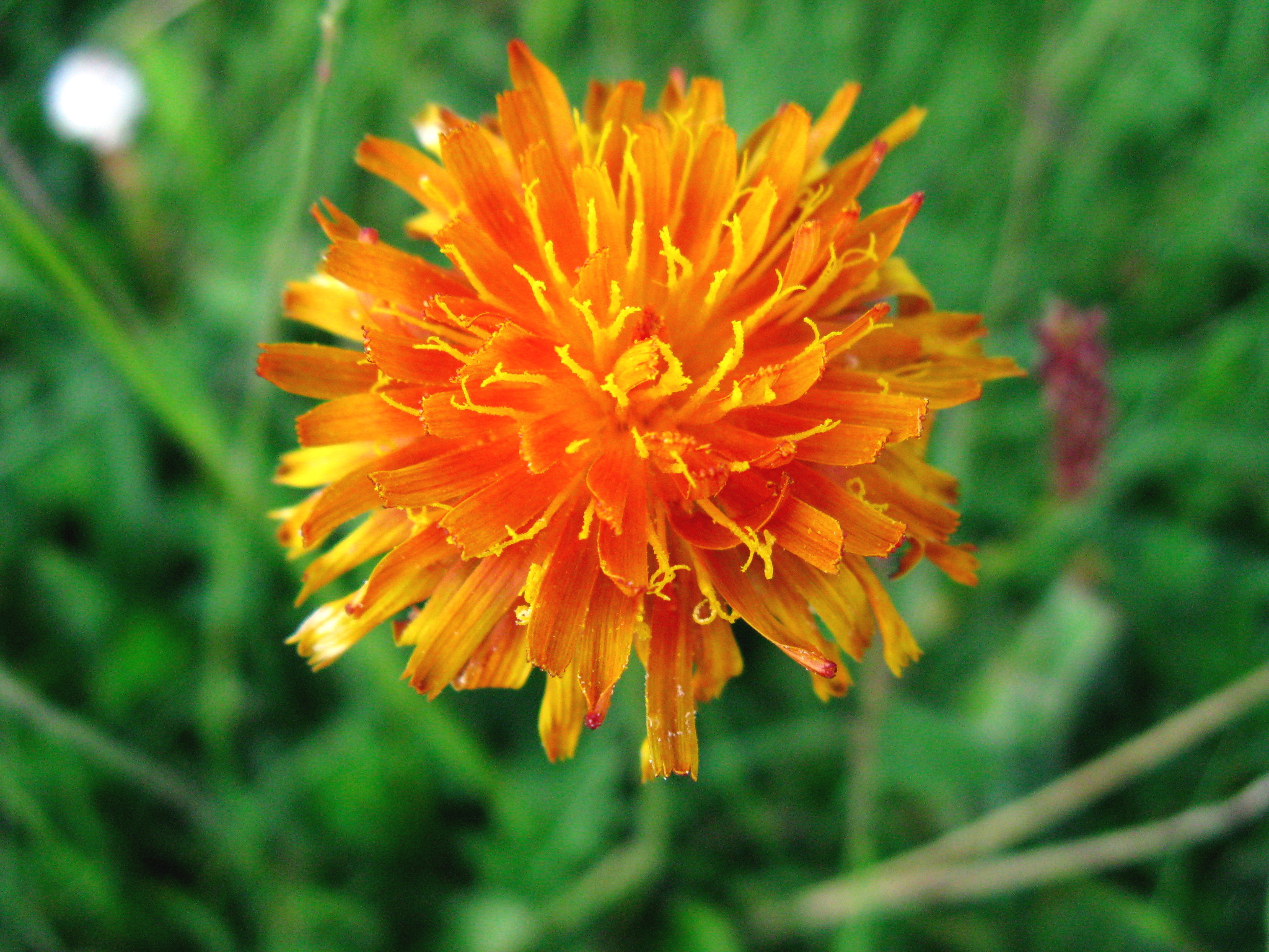 F80-eperviere-orangee-de-irene-kowarski.jpg