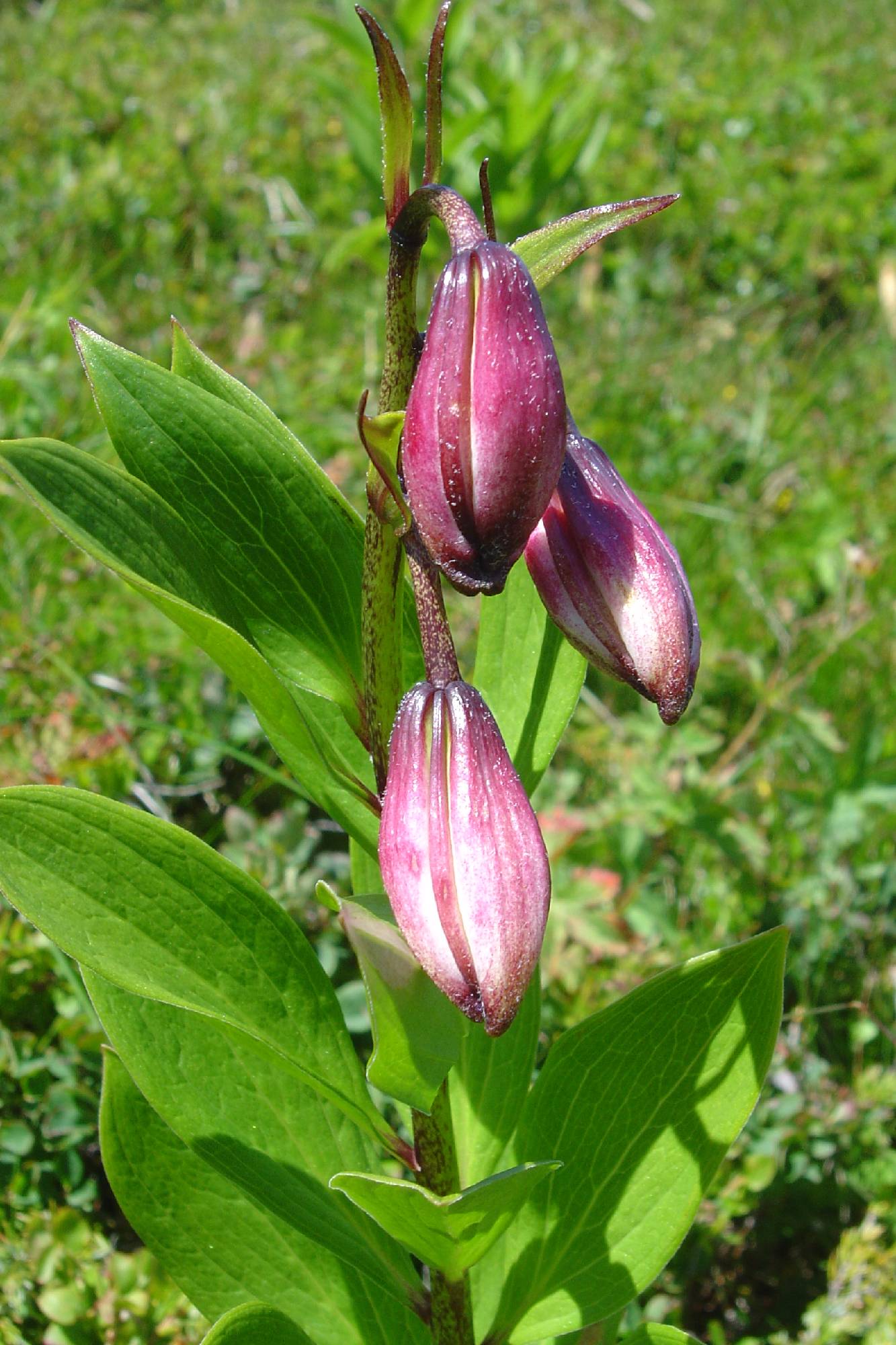 F85-Boutons-de-LIs-Martagon-de-Bernard-Canac.jpg