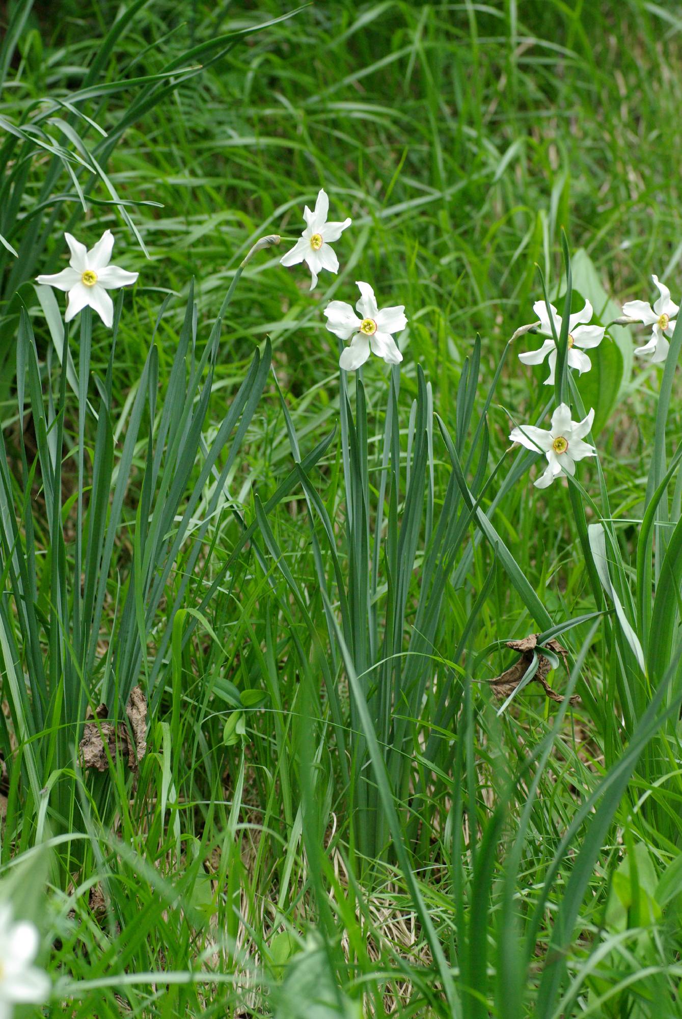 F86-narcisse-de-madame-guillierme.JPG