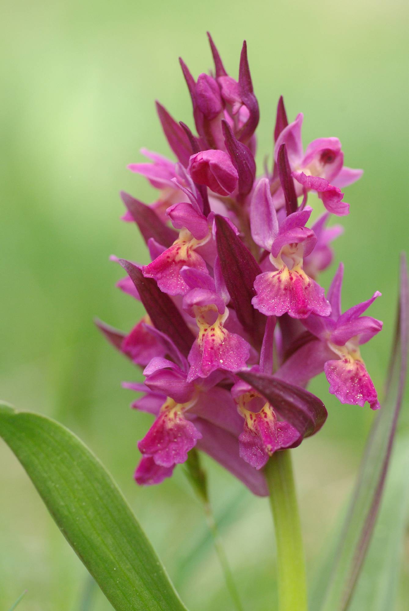 F90-orchis-de-gilbert-dupont.JPG