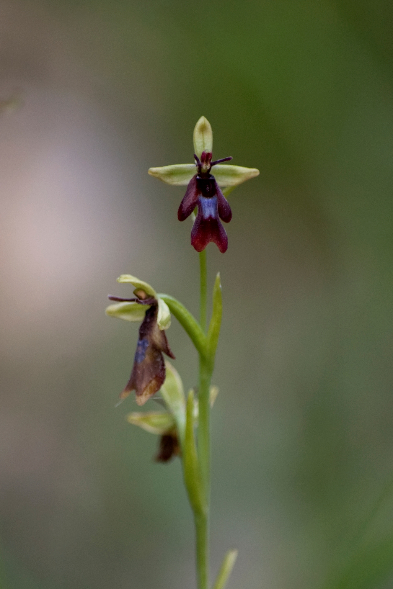 F94-orchis-mouche-de-Setphane-Gley.JPG