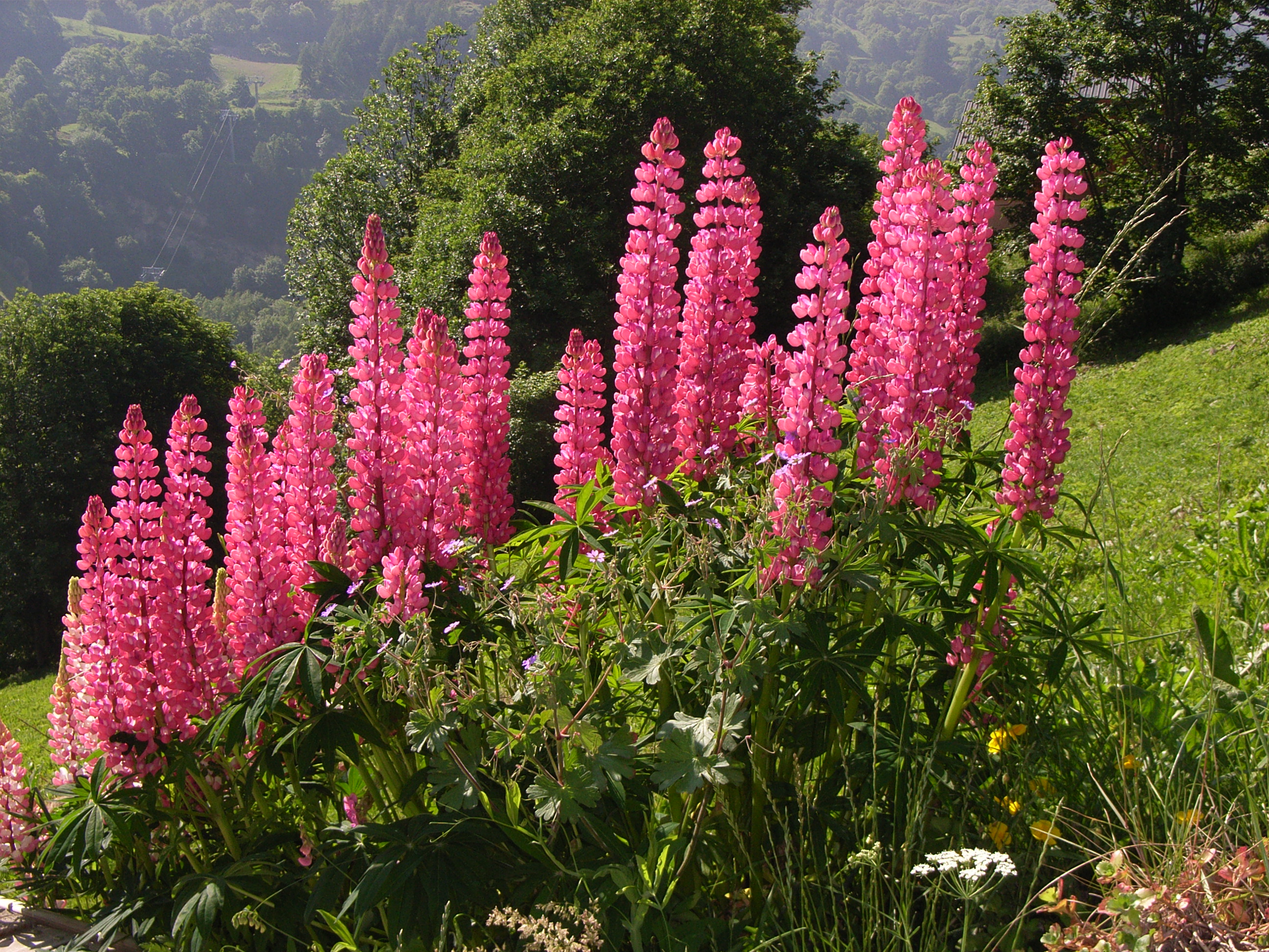 F97-Lupins-Jardin-de-Gisele-Duverney-Pret.JPG