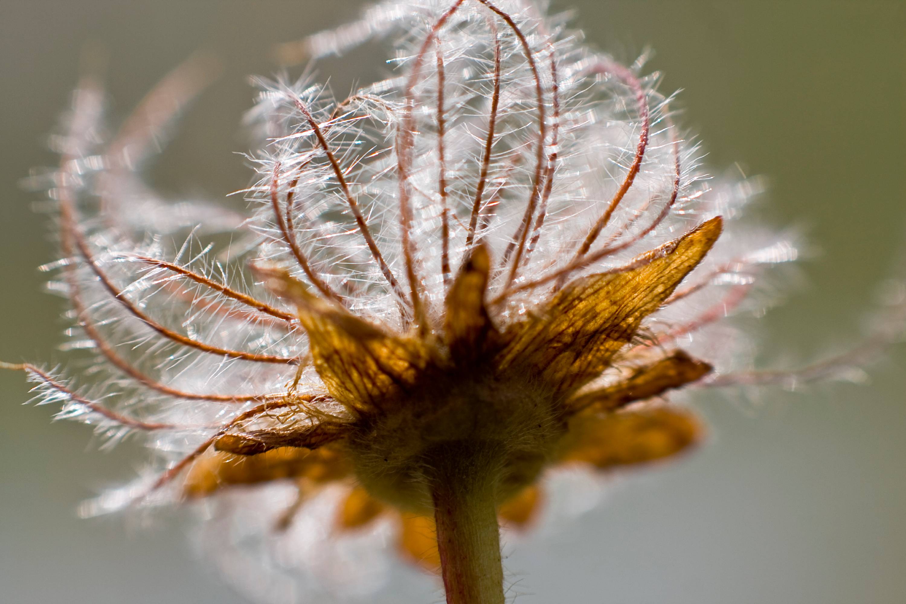 F99-fleur-inconnue-de-jean-luc-le-calvez.JPG