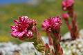 F19-Joubarbe-sempervivum-de-Stephane-Gley