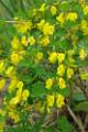 F31-cytisus-emeriflorus-de-charles-antoine-dubourg