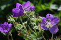 F38-Geranium-des-bois-de-Christian-Merentier