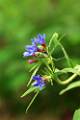 F60-buglossoides-purpurocaeruela-de-brigitte-cahen