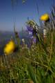 F72-Campanule-au-dessus-de-la-Rivine-de-Samuel-Deltour