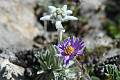 F76-Edelweiss-&-Aster-des-Alpes-au-Gd-Galibier-de-Claude-Garnier