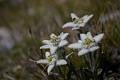 F77-Edelweiss-au-col-de-la-Vanoise-de-Samuel-Deltour