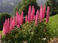 F97-Lupins-Jardin-de-Gisele-Duverney-Pret