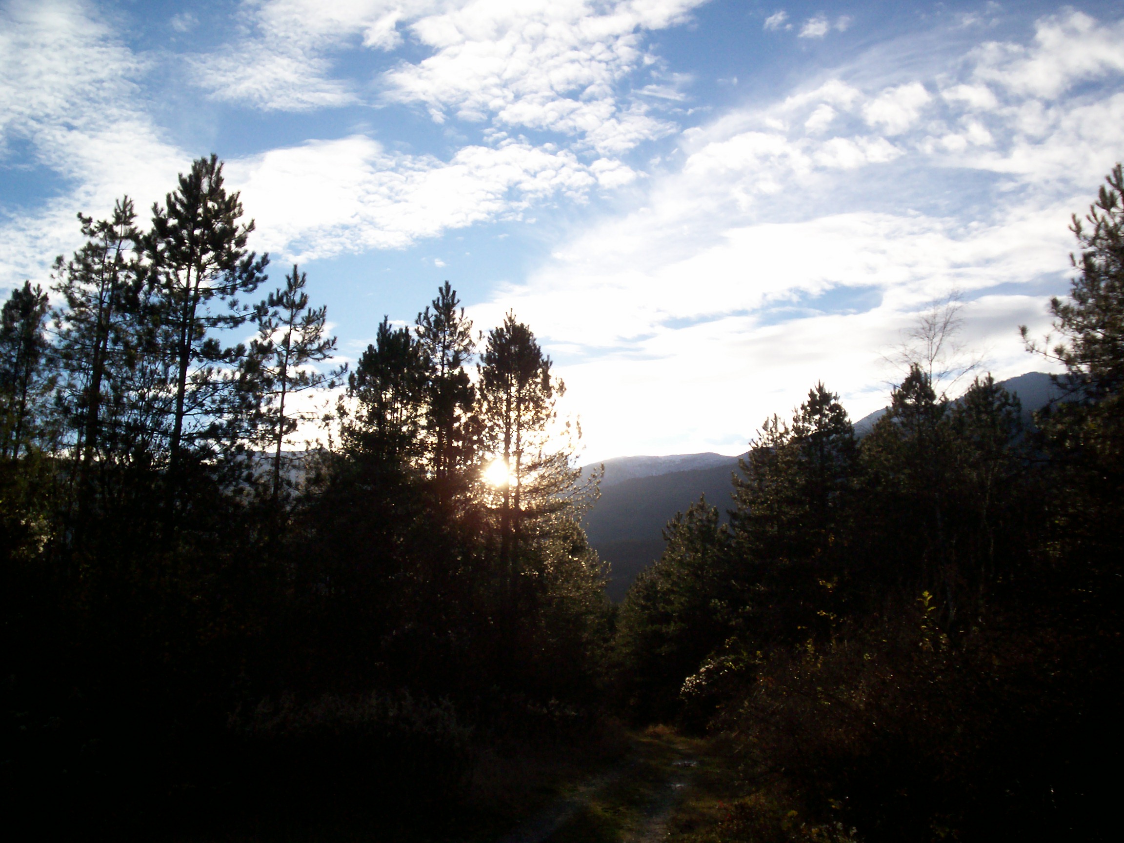 B01-Foret-en-contrejour--d-estelle-Vincent.JPG
