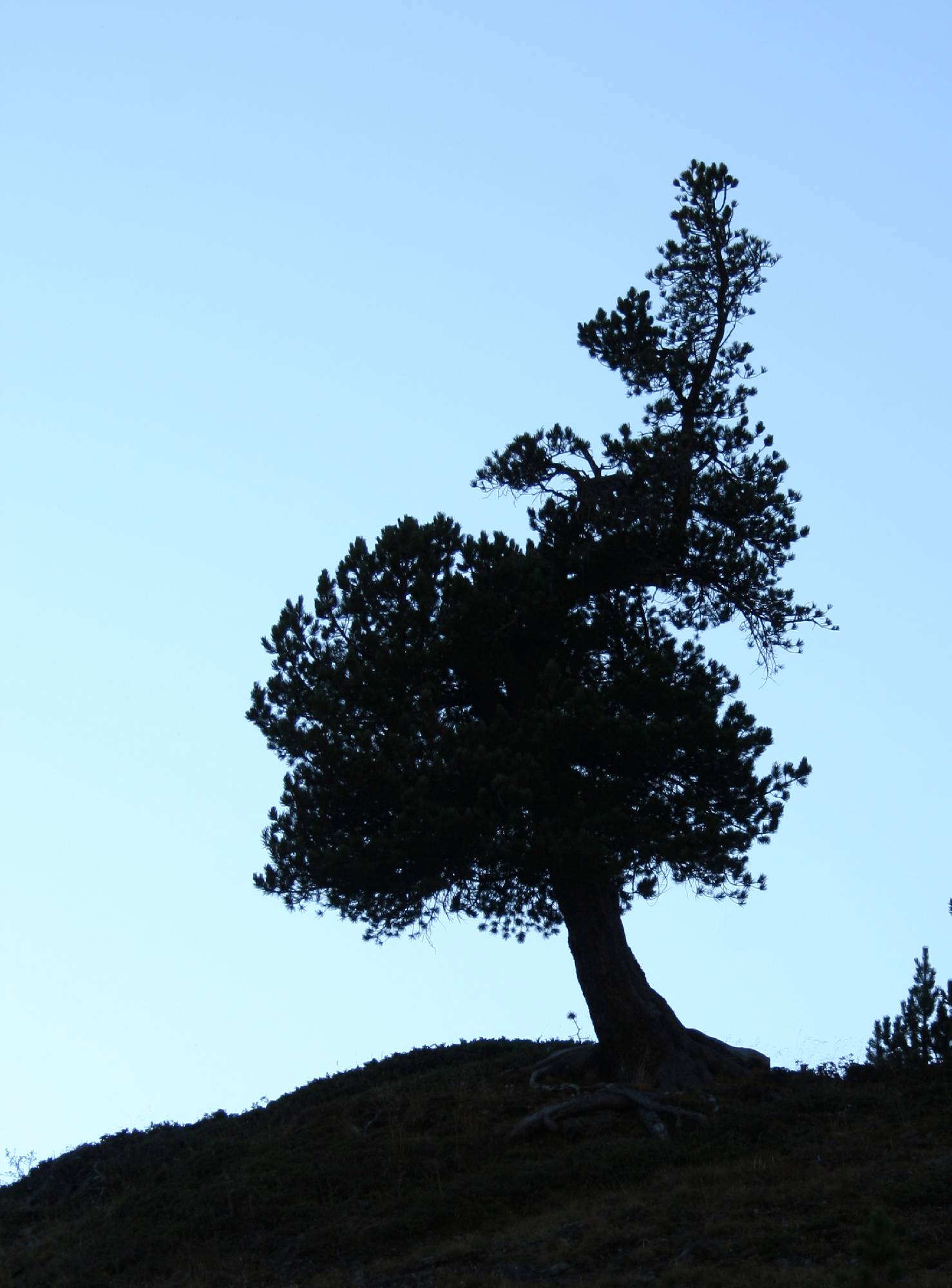 B04-pin_cembros-Aussois-a-contrejour-de-Valerie-Palud.JPG