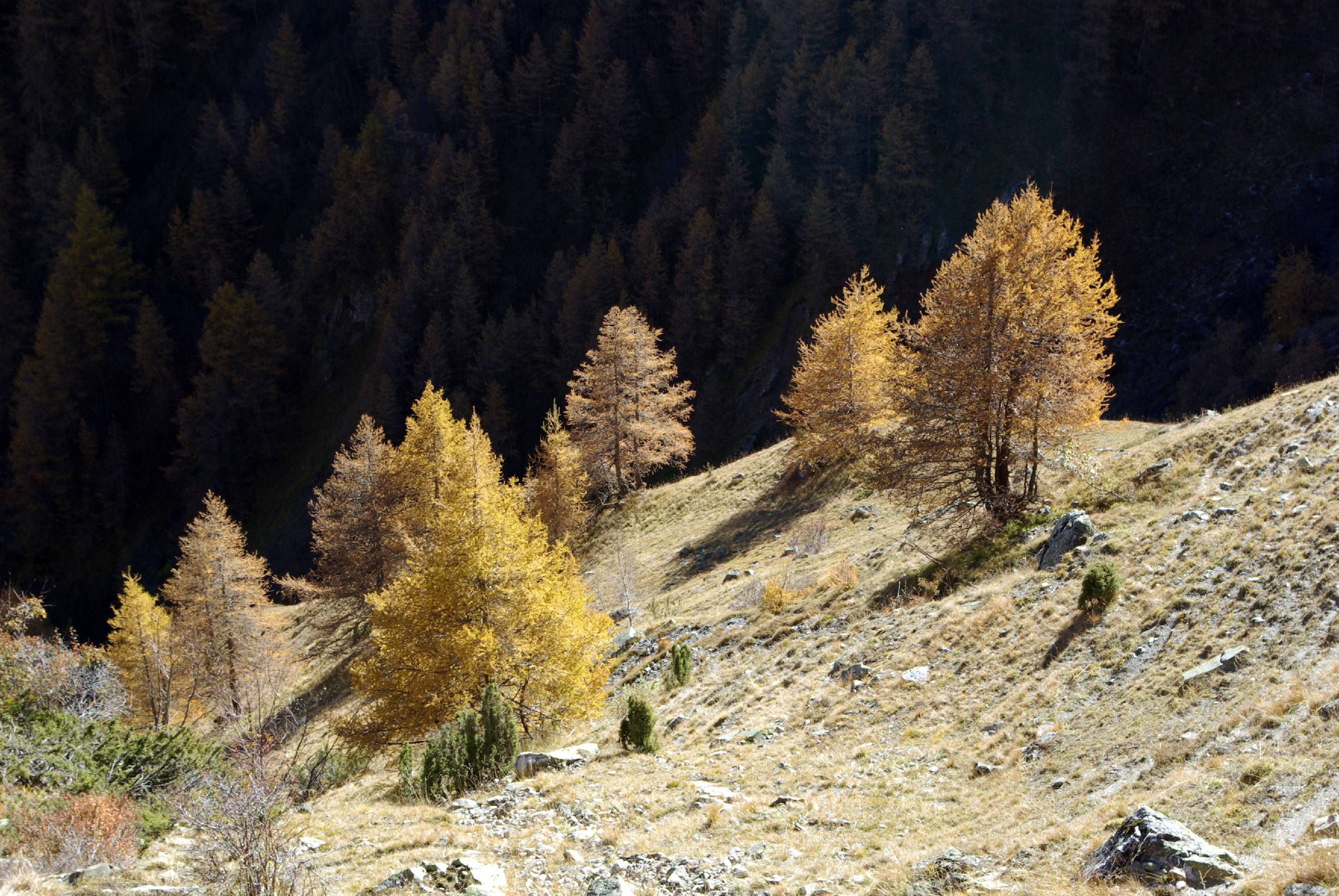 B07-meleze-au-pain-de-sucre-de-brigitte-cahen.JPG