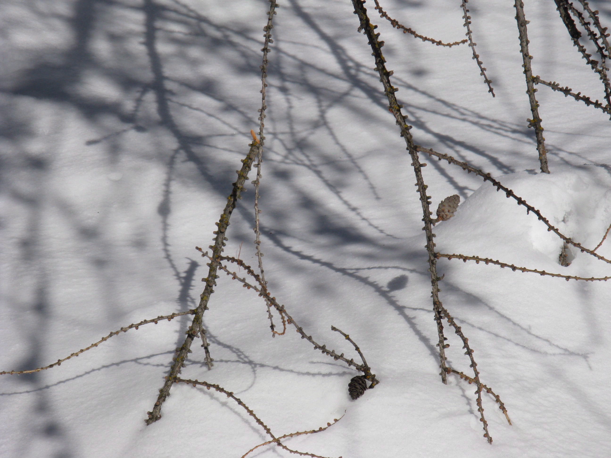 B11-ombres-sur-neige-de-irene-kowarski.JPG