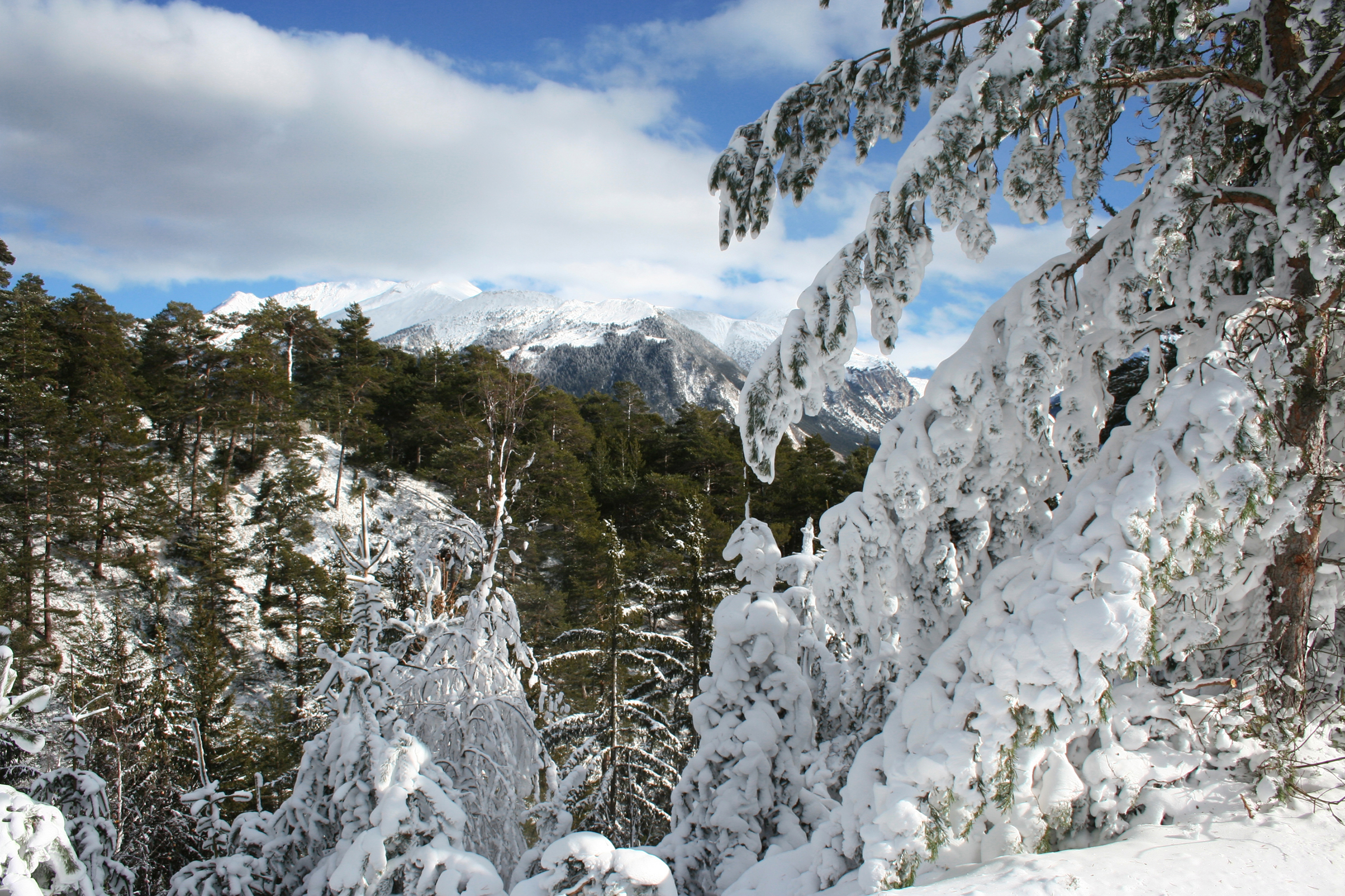 B12-La-pinede-d-aussois-sous-la-neige-de-Valerie-Palud.JPG