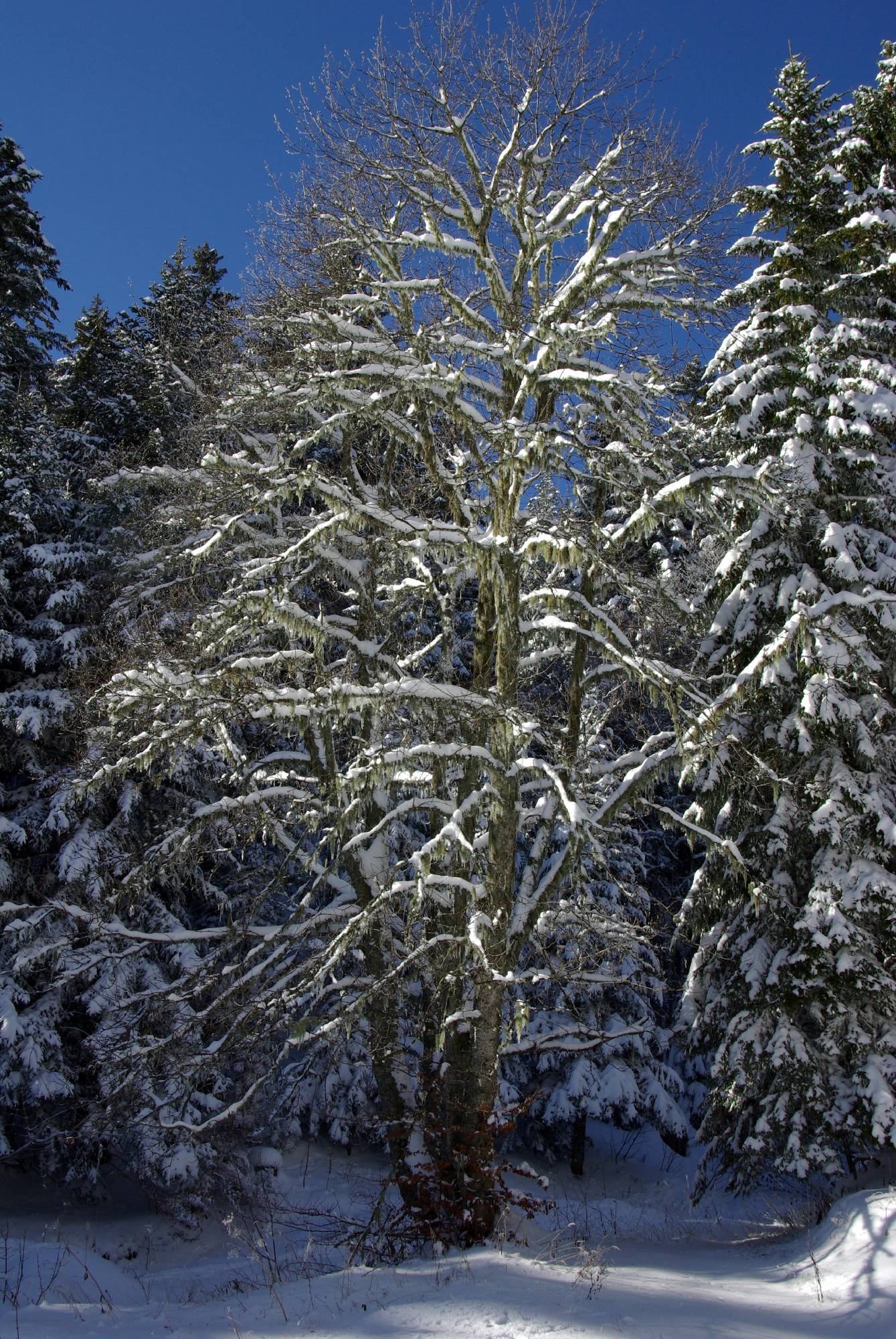 B14-sous-la-neige-de-lucienne-vallet.JPG