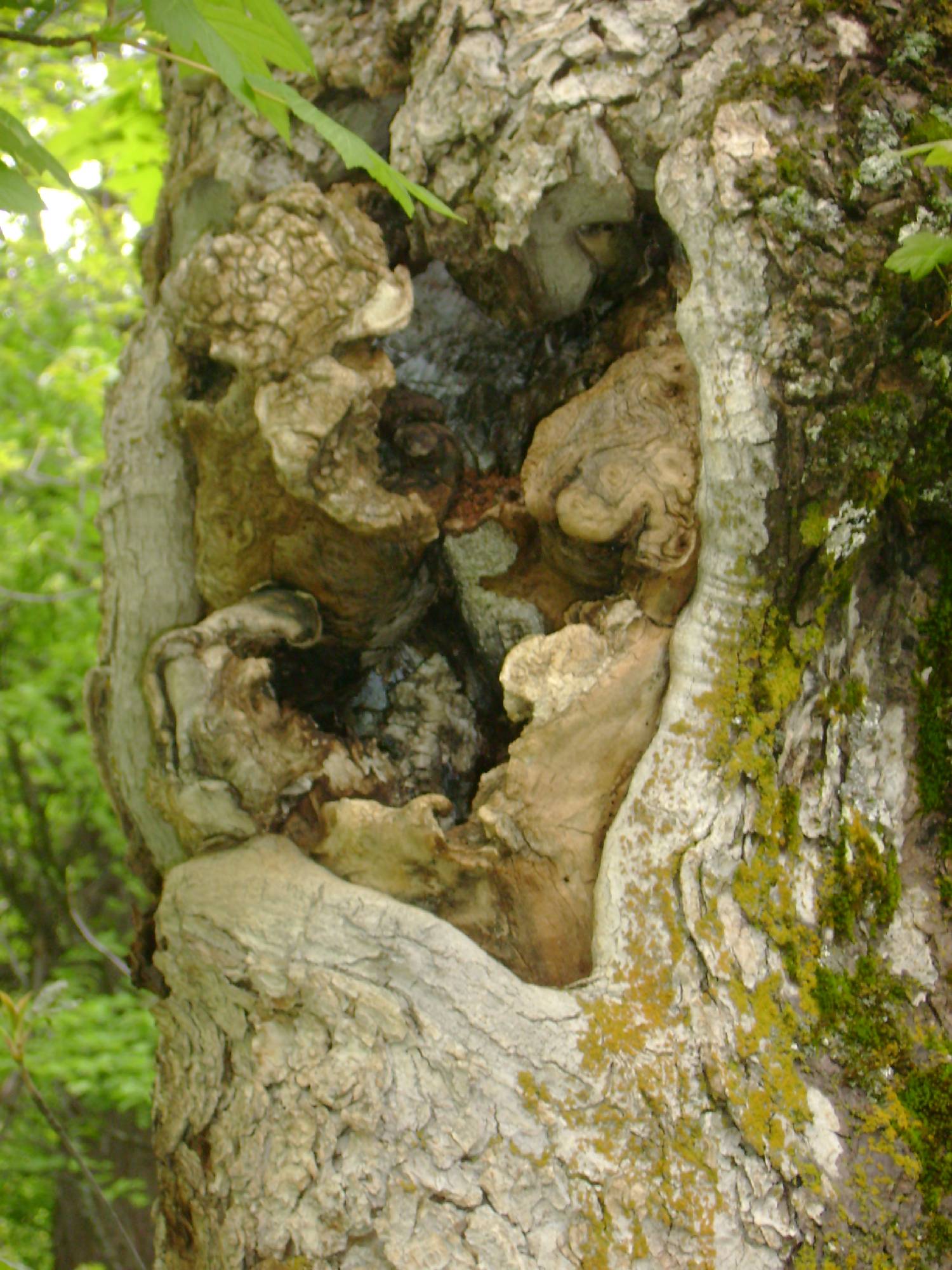 B21-sculpture-au-bois-des-choses-aux-Verneys-de-Martine-Falcoz.JPG