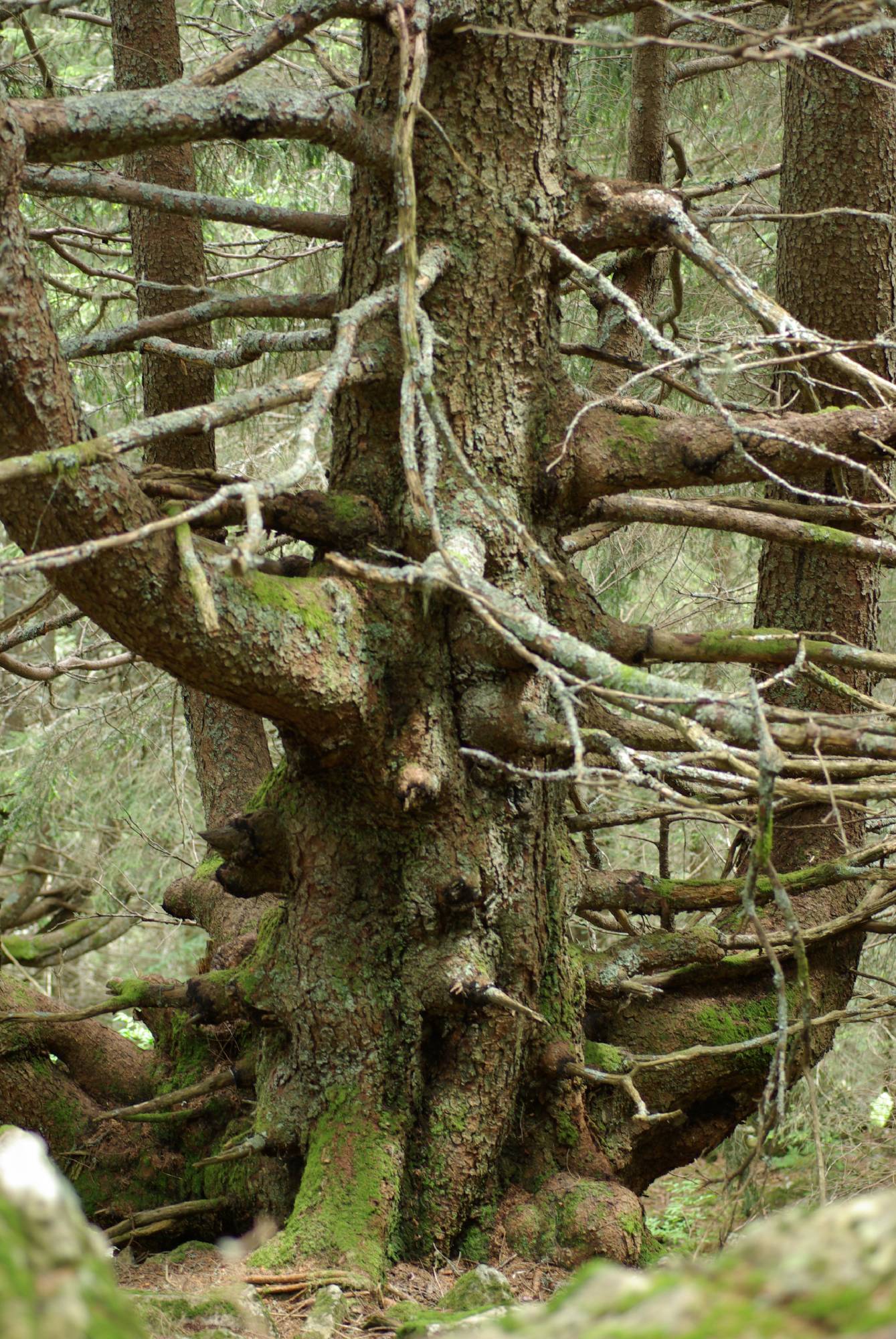 B22-sculpture-au-naturel-de-Christophe-dorlet.JPG