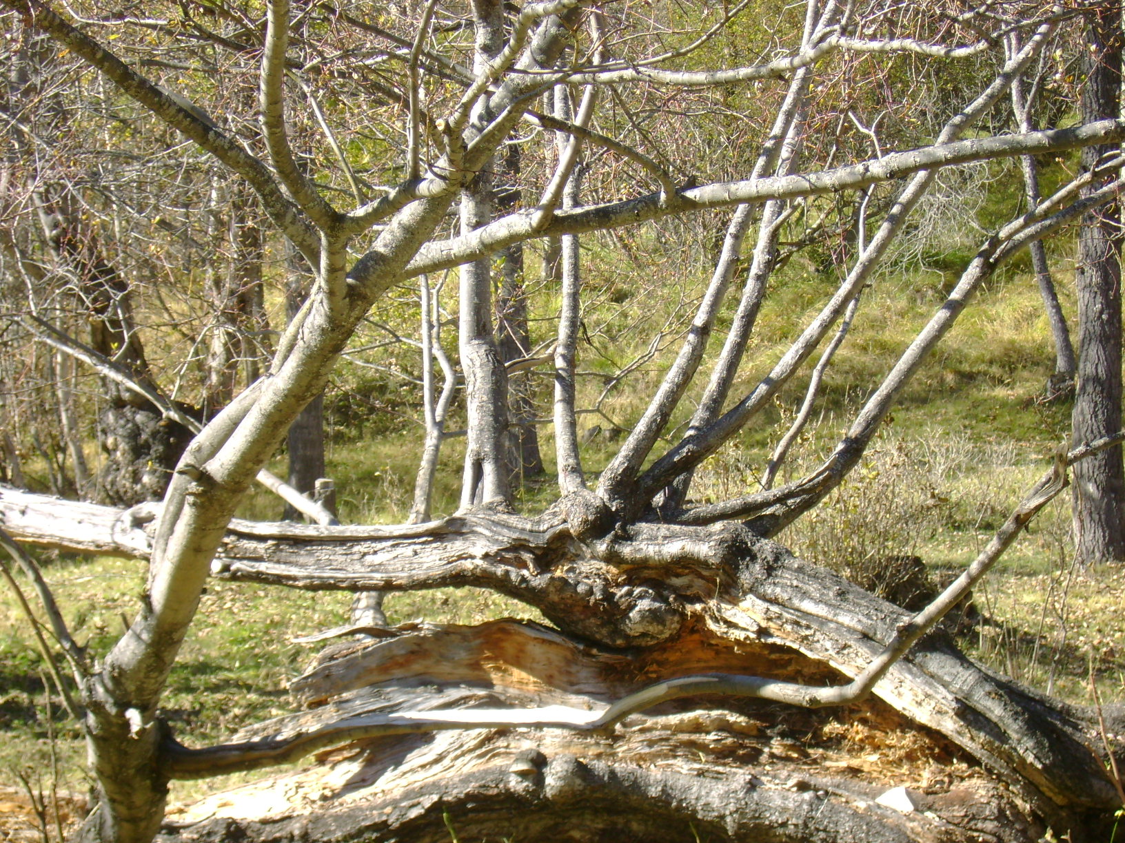 B23-sculpture-de-la-nature-de-Martine-Falcoz.JPG