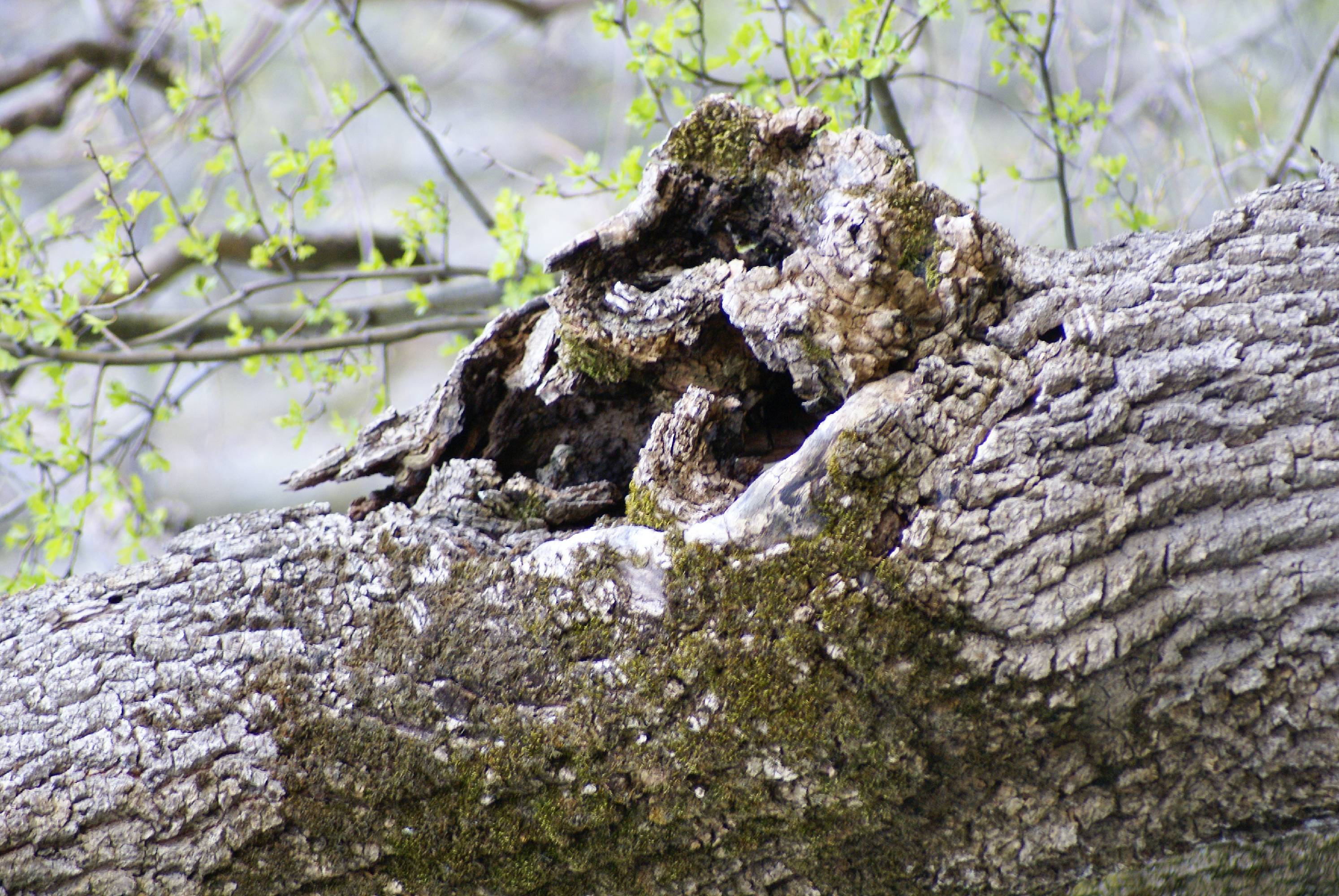 B25-Formes-au-naturel-de-Emilie-Dauvier.JPG