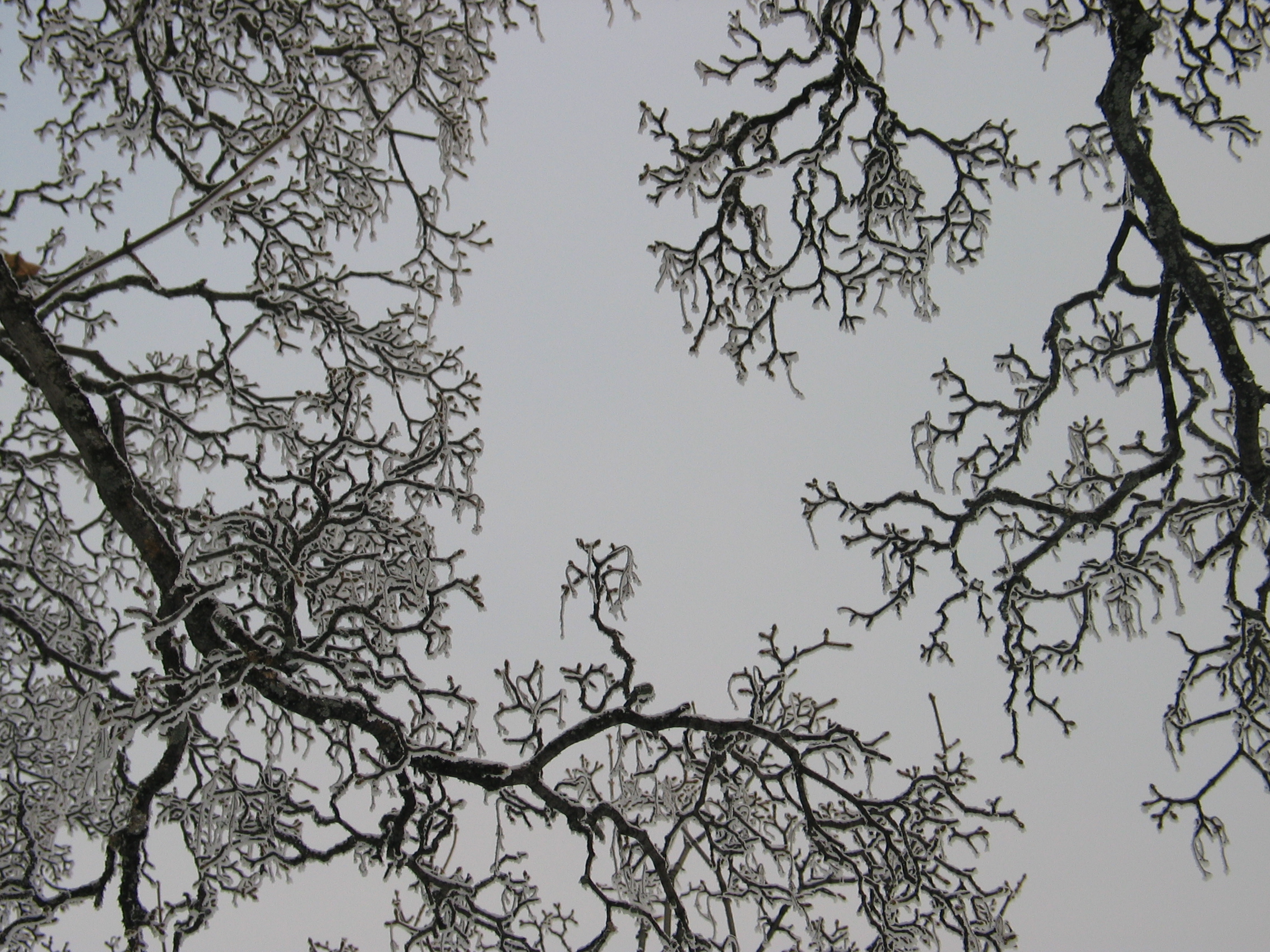 B27-arabesque-de-branches-de-Gilles-Bretaudeau.JPG