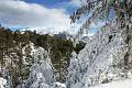 B12-La-pinede-d-aussois-sous-la-neige-de-Valerie-Palud