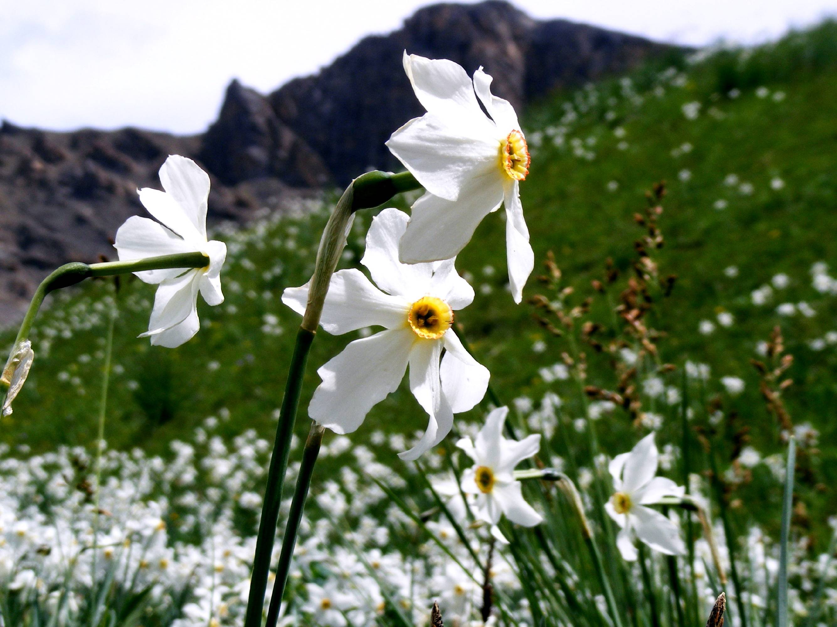 FL02-Trois-Narcisses-de-Barbara-Dal-Soglio.jpg