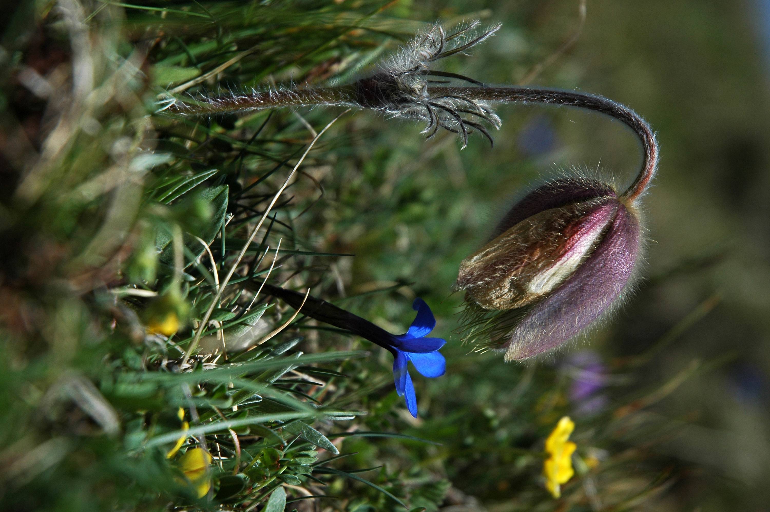 FL10-Anemone printaniere-de-Christian_Merentier.jpg