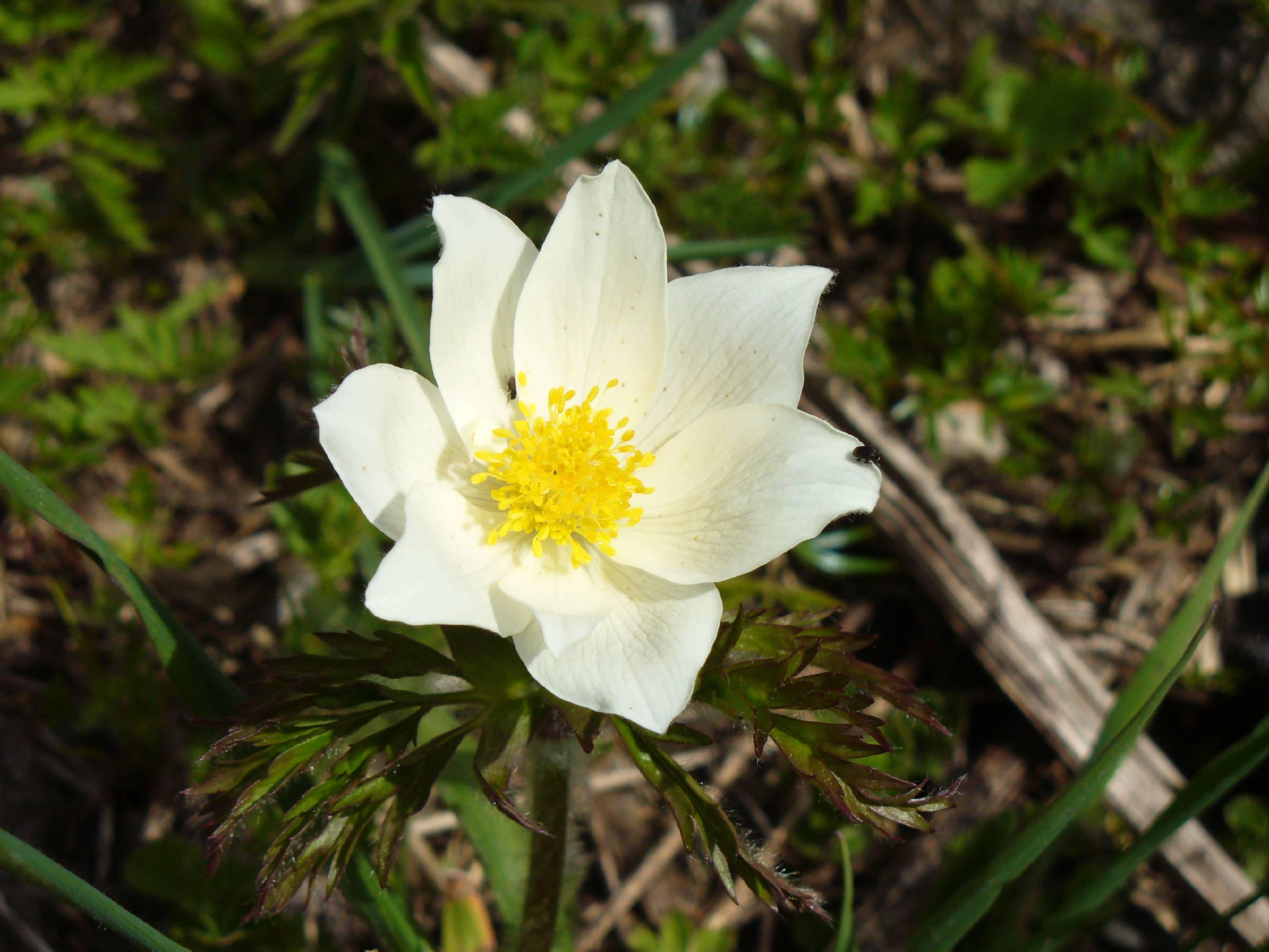 FL11-Anemone-de-Stephanie-Lonchampt.jpg